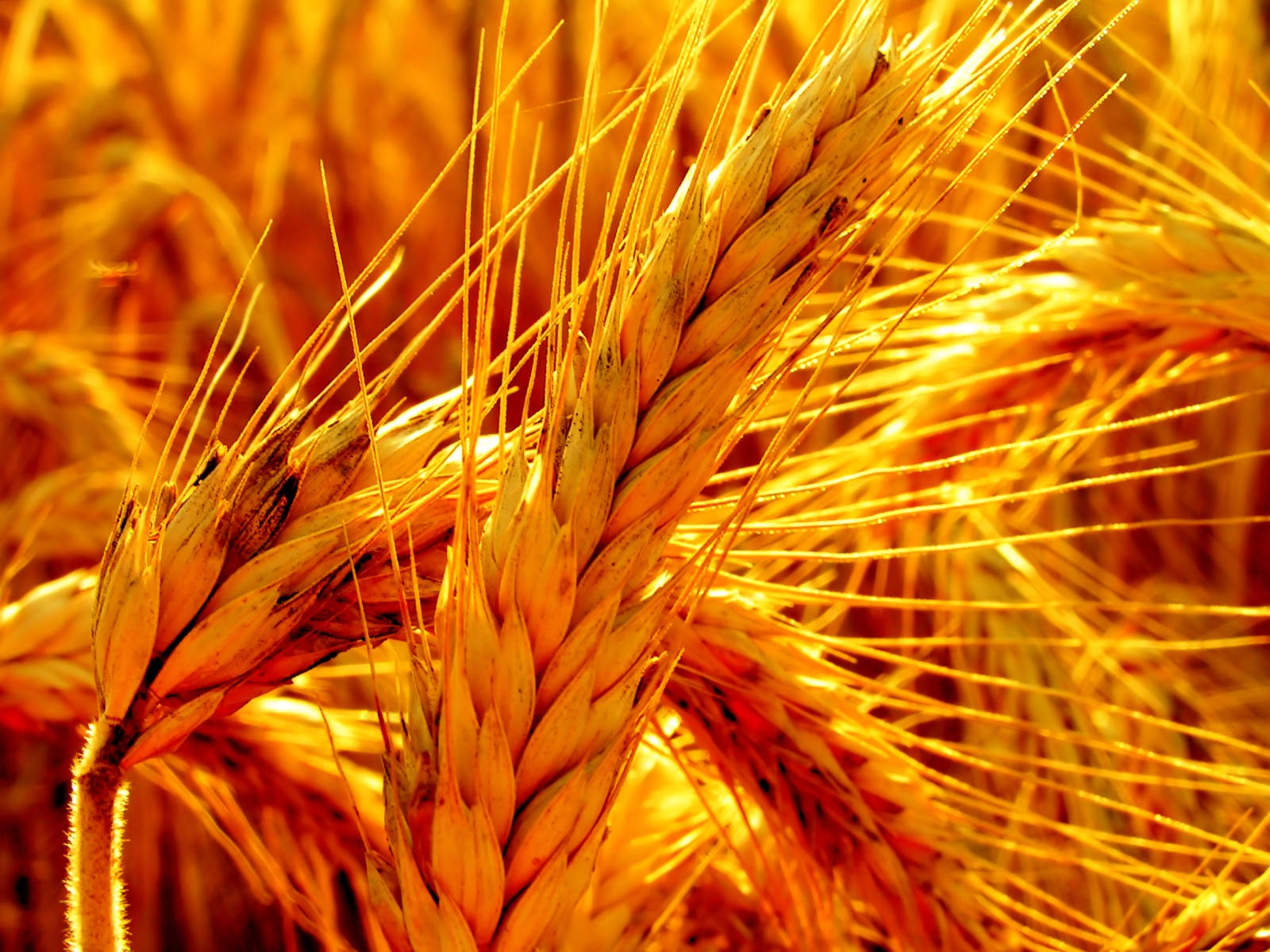 Wheat Field 桌布 壁紙 — 金色的麥穗在溫暖的陽光下沐浴，帶有細緻的紋理和發光的高光。