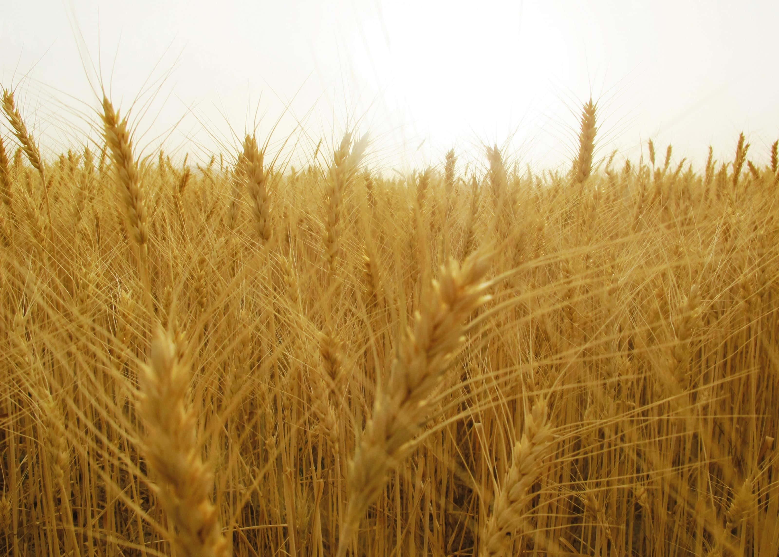 Wheat 桌布 壁紙 — 金色的麥穗在陽光明媚的田野中，在朦朧的天空下輕輕搖曳。