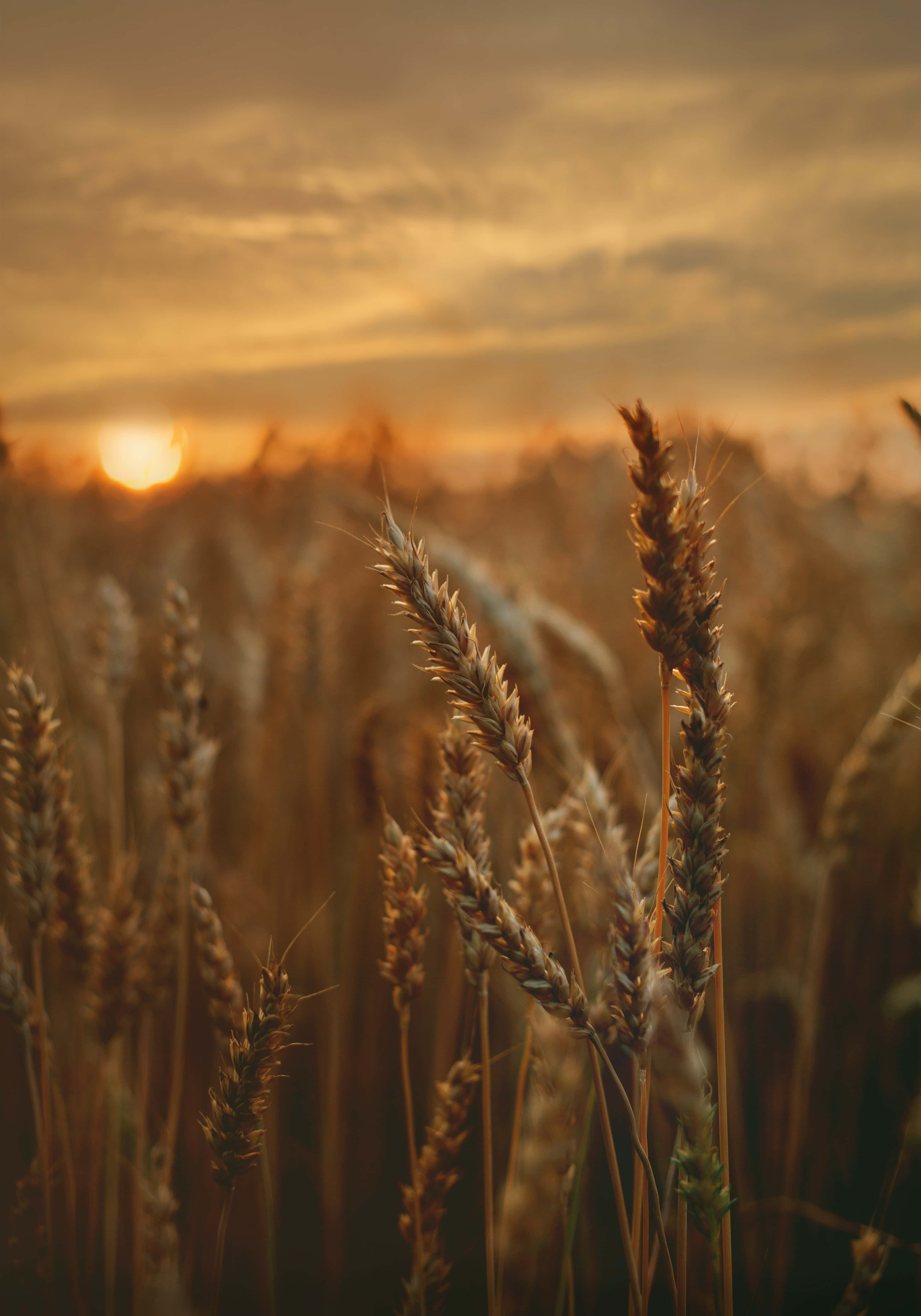 Wheat Harvest 桌布 壁紙 — 金色的麥穗在陽光照耀的田野中輕輕搖曳，夕陽在它們身後落下，將溫暖的琥珀色光芒灑向地平線。