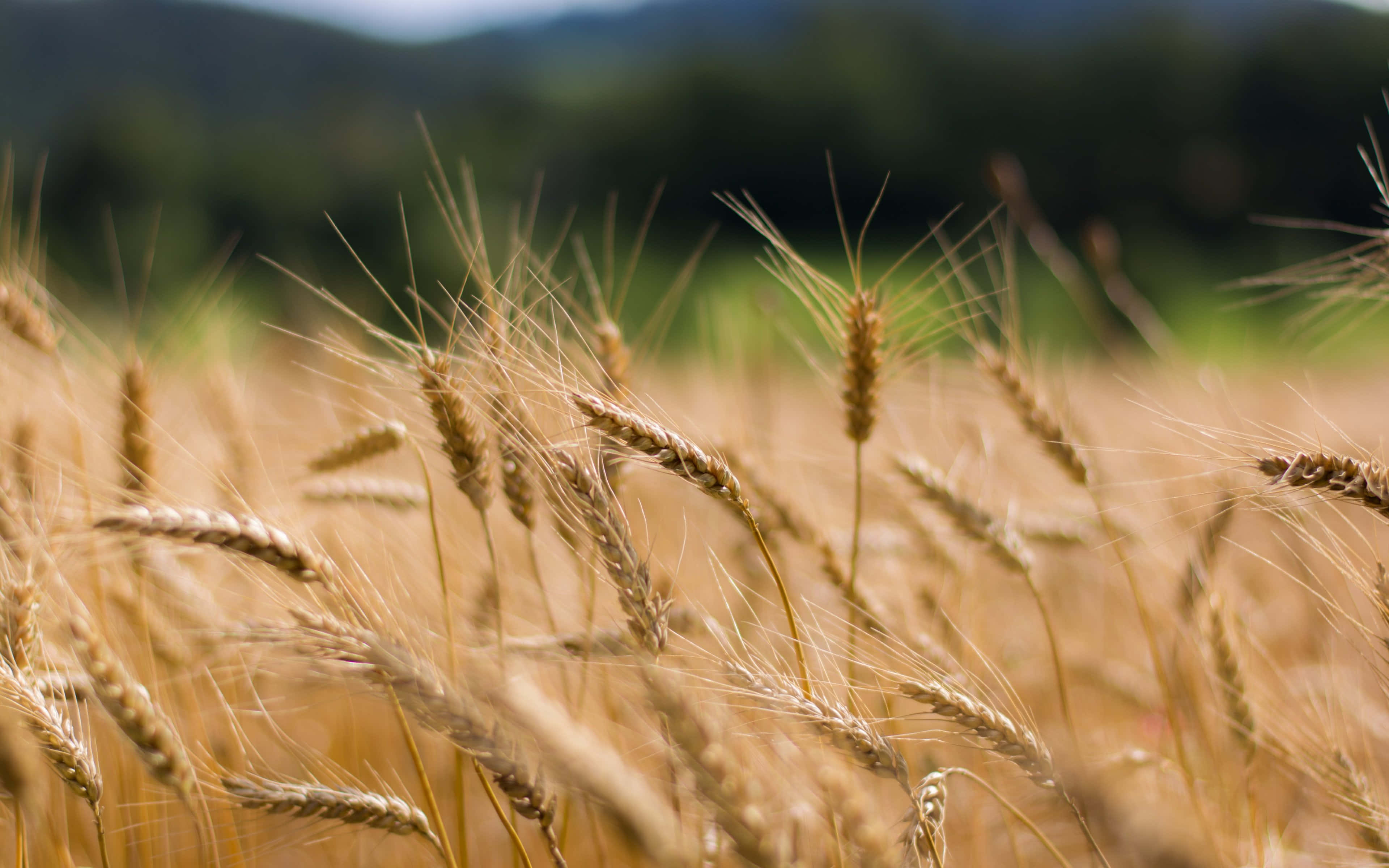 Wheat 桌布 壁紙 — 金色的麥穗在陽光照耀的田野中輕輕搖曳，背景是模糊的綠色山丘。