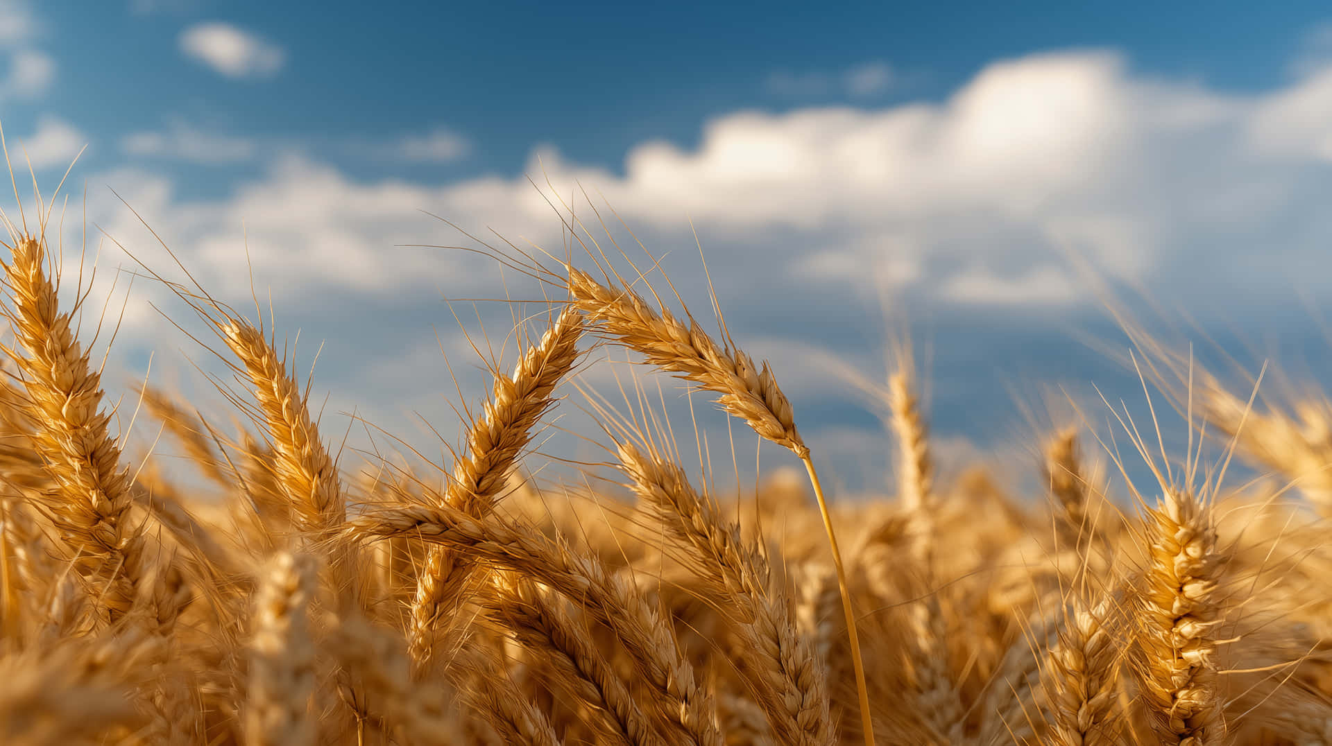 Sunlit Golden Wheat Field Under a Clear Blue Sky 壁紙 — 金色的麥穗在點綴著蓬鬆白雲的明亮藍天下輕輕搖曳。