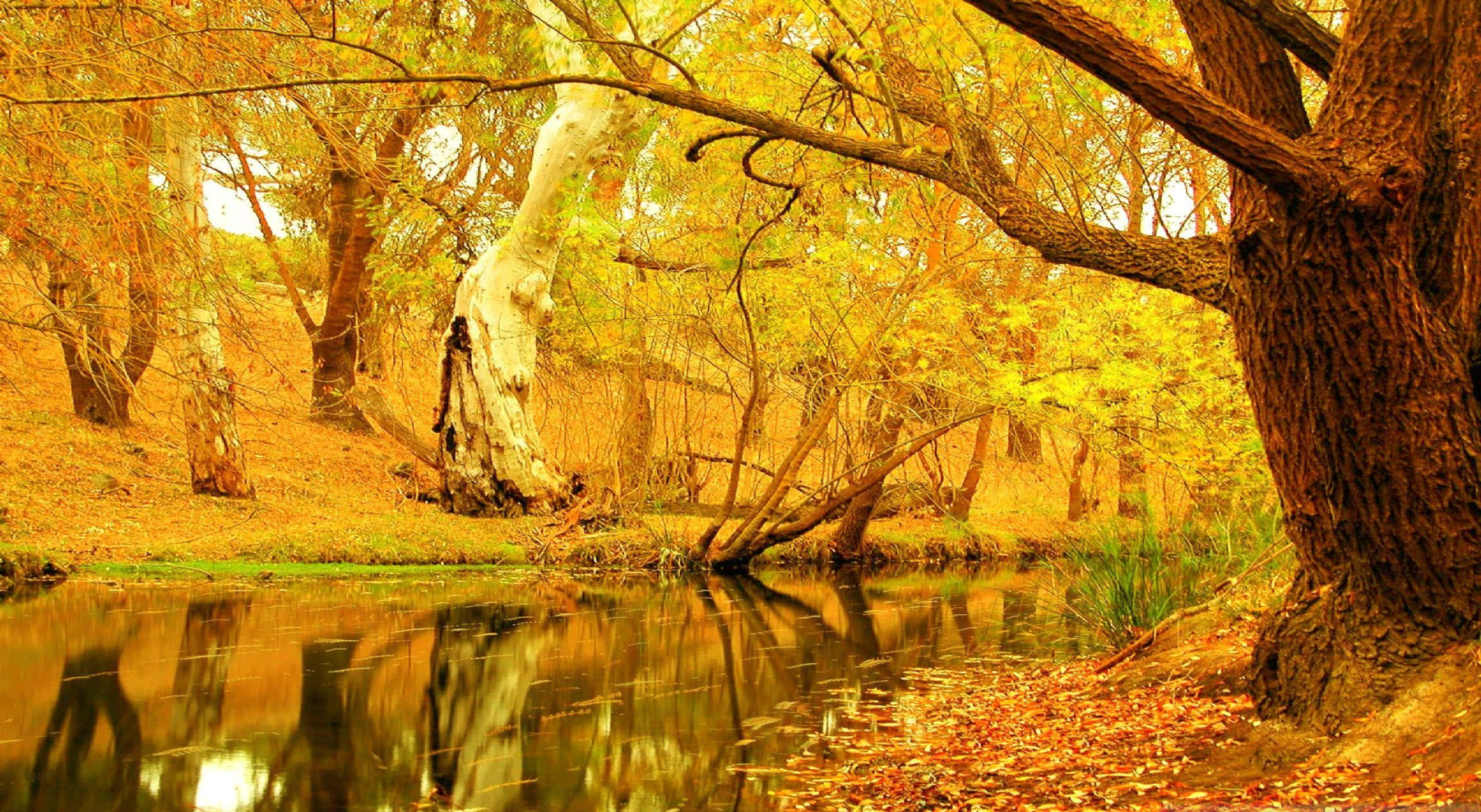 Fall Trees 桌布 壁紙 — 金色秋樹帶有紋理樹皮，框住一條平靜的河流，倒映著溫暖的陽光和落葉。
