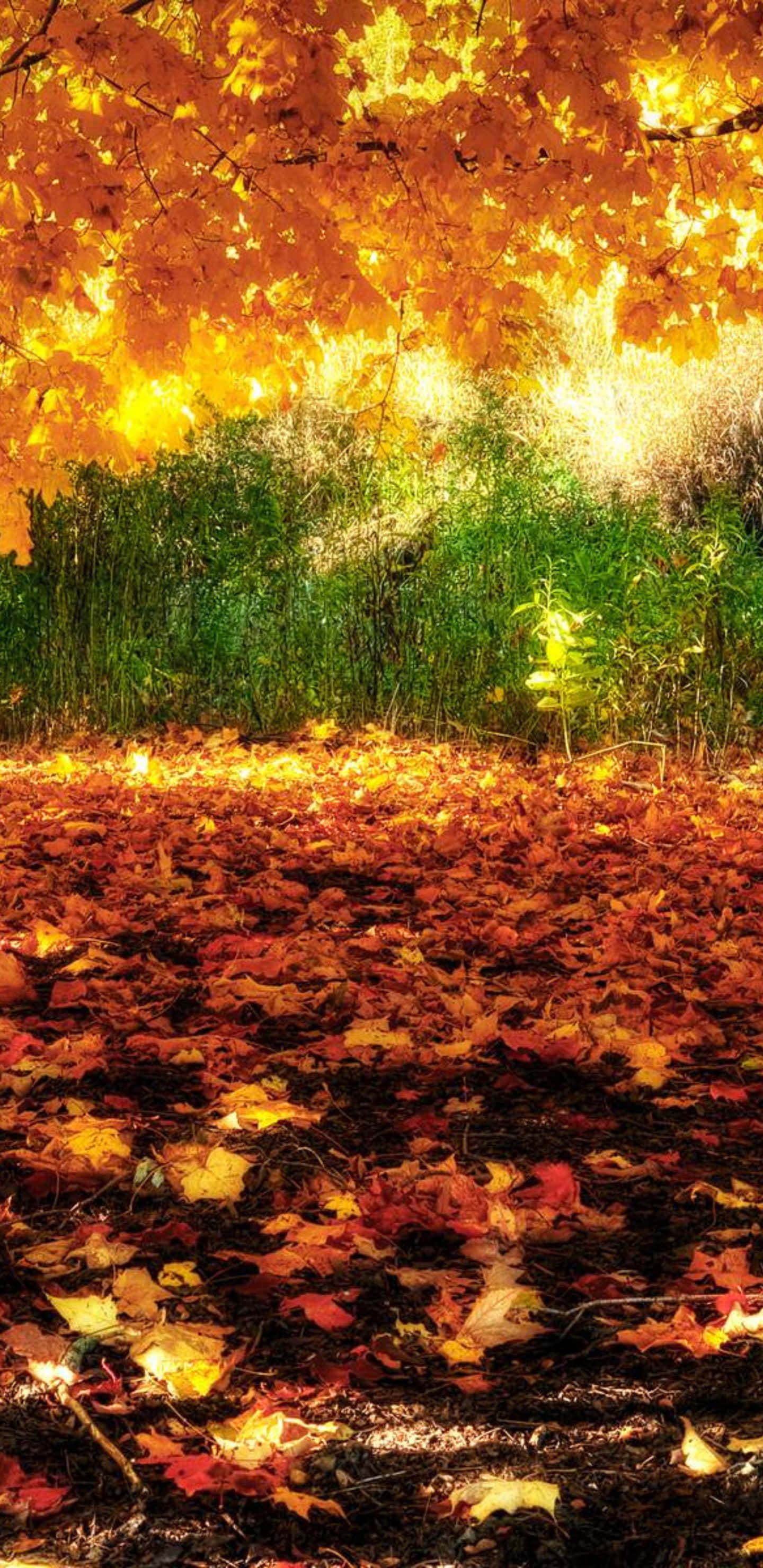 Autumn Leaves 桌布 壁紙 — 金色秋葉在頭頂溫暖地發光，同時以火紅的色調覆蓋森林地面。