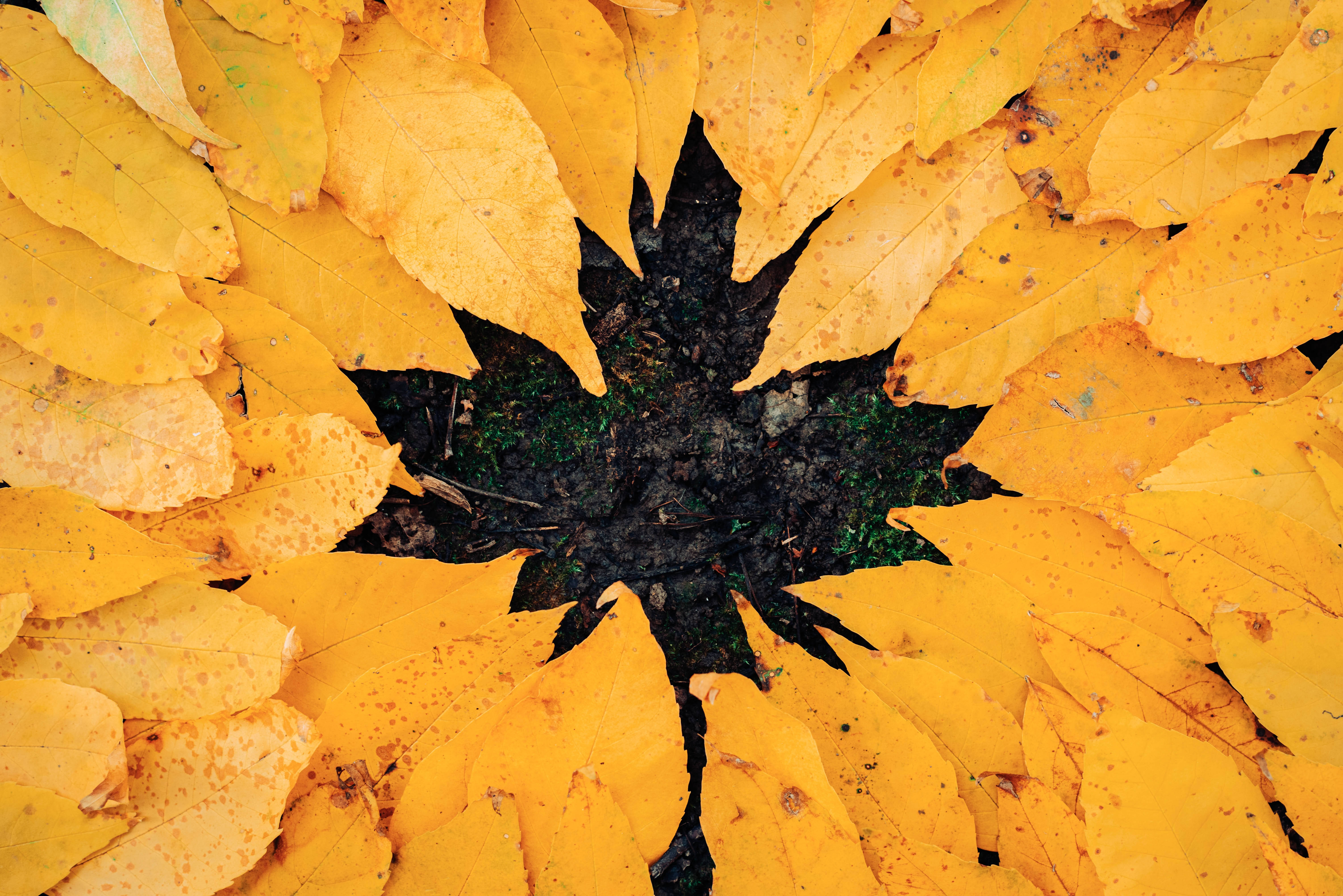 Fall Leaves 桌布 壁紙 — 金色秋葉從暗色泥土中心以放射狀圖案向外綻放。