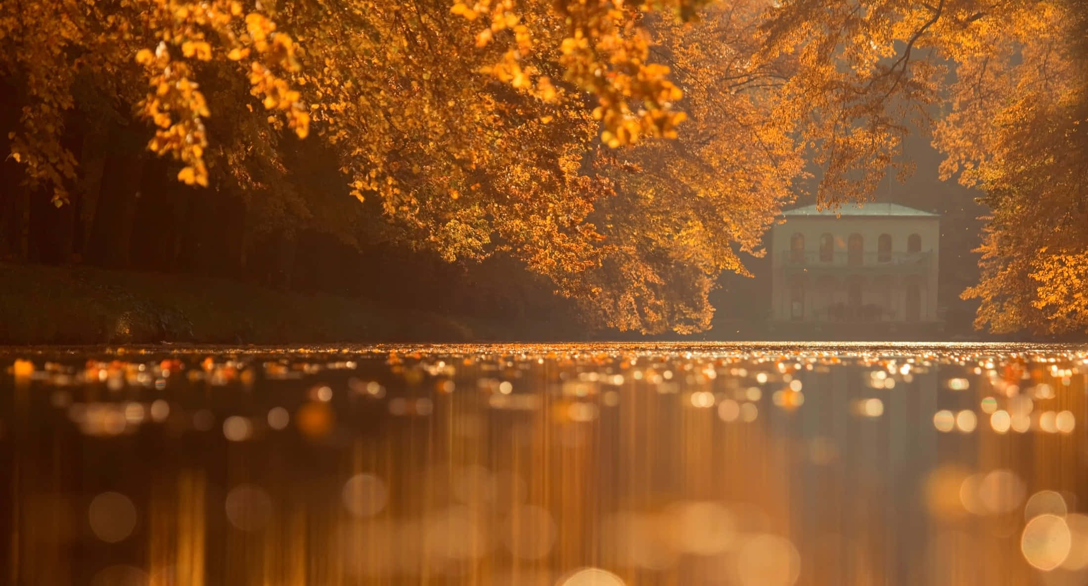 Fall Scenes 桌布 壁紙 — 金色秋葉環繞著寧靜的湖泊，反射著溫暖的陽光和遠處的白色建築。