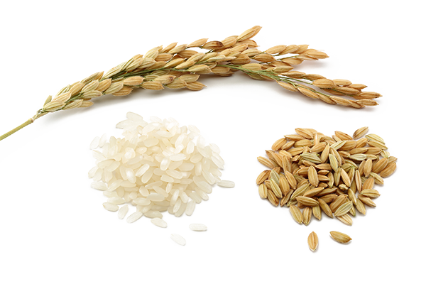 Rice 桌布 壁紙 — 金色稻穗，白色和棕色米粒散落在潔白背景上。