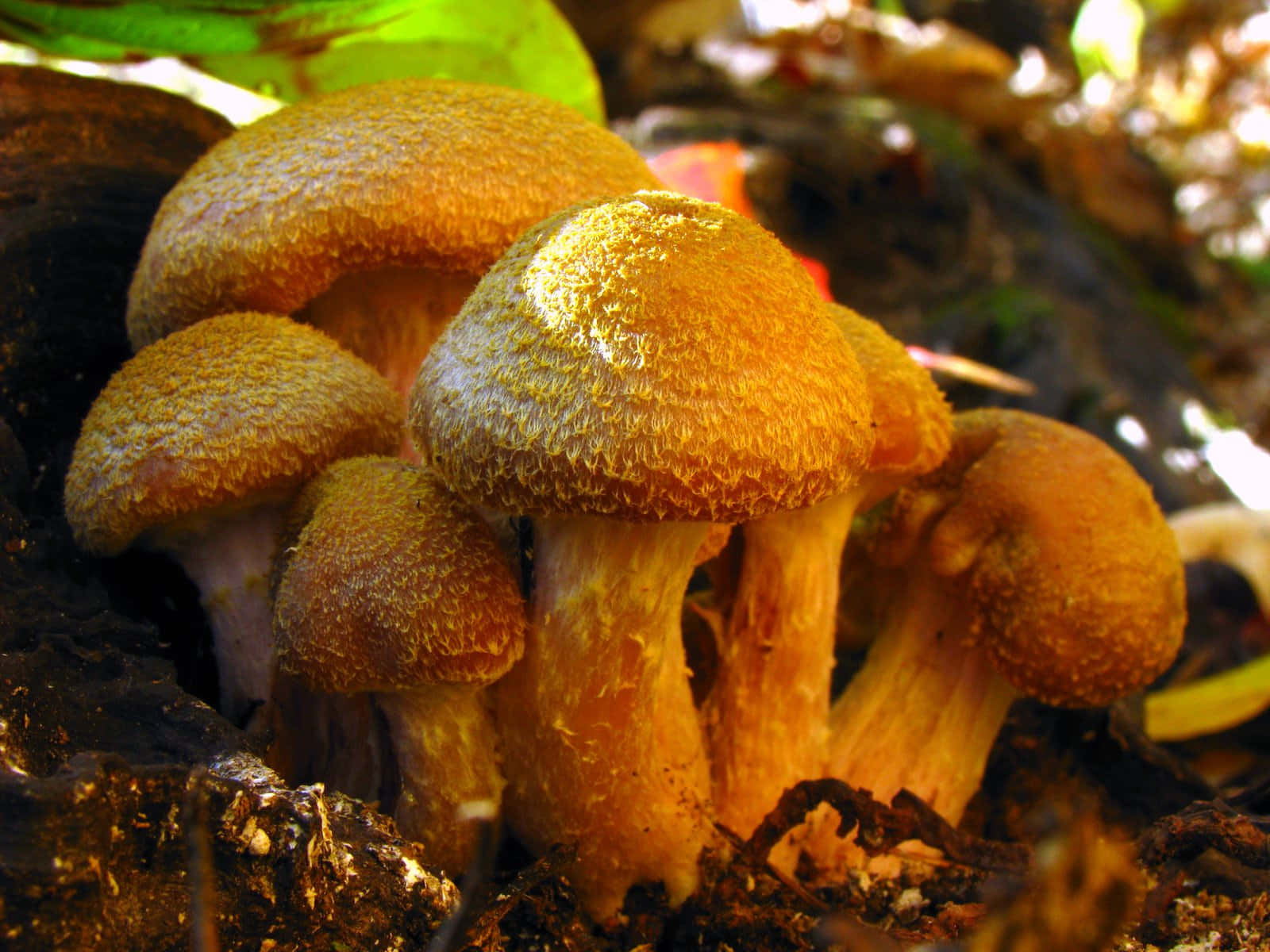 蘑菇 桌布 壁紙 — 金色紋理蘑菇在斑駁陽光下的茂密森林土壤中叢生。