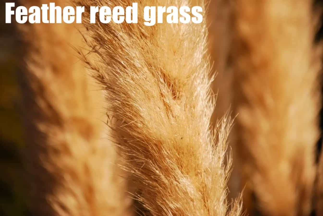 Grass 桌布 壁紙 — 金色羽毛蘆葦草的羽狀花序在柔和陽光下溫暖地發光，景深較淺。
