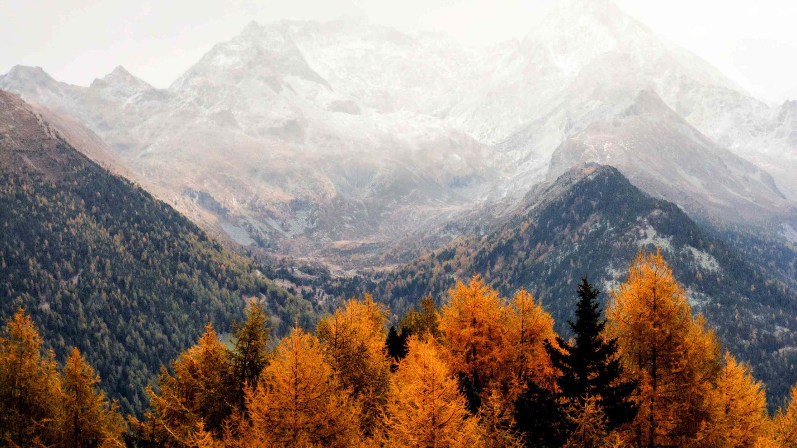Fall Aesthetic Macbook 桌布 壁紙 — 金色落葉松在秋季前景中閃耀，映襯著薄霧籠罩的雪山，天空柔和多雲。