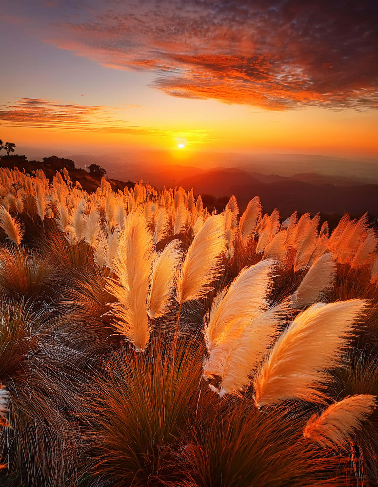 Golden Fields at Sunset 壁紙 — 金色蒲葦在前景搖曳，夕陽在層層山脊上落下，天空佈滿火紅橙雲。