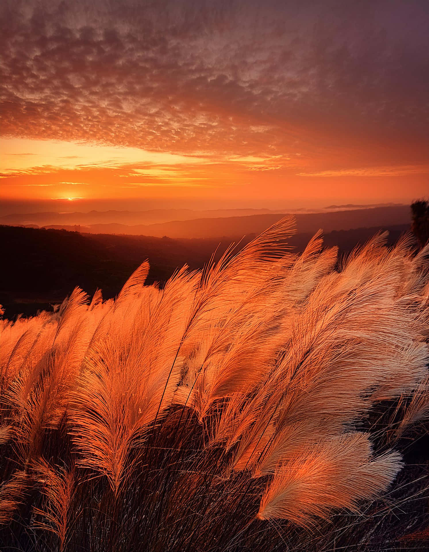 Golden Fields at Sunset 壁紙 — 金色蒲葦在前景搖曳，火橙色夕陽描繪層疊的山脊和紋理豐富的雲彩。