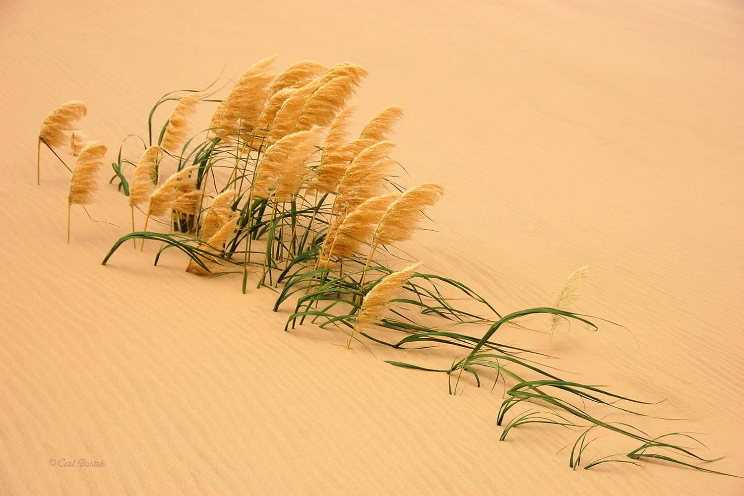Pampas Grass 桌布 壁紙 — 金色蒲葦在柔和溫暖的光線下，優雅地搖曳在質感沙丘上。