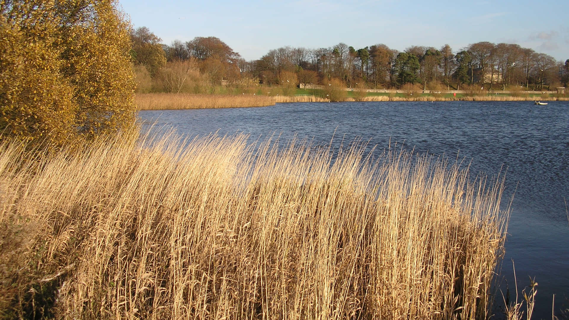 Reed Bed on Loch. 壁紙 — 金色蘆葦在前景搖曳，旁邊是平靜的藍色湖泊，遠處有樹木，天空晴朗。