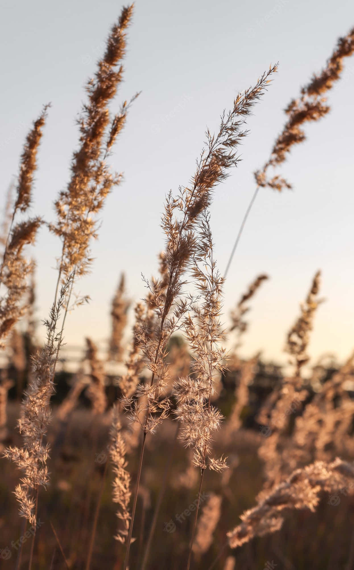 Pampas Grass 桌布 壁紙 — 金色蘆葦在溫暖的夕陽光下，對著柔和模糊的天空輕輕搖曳。