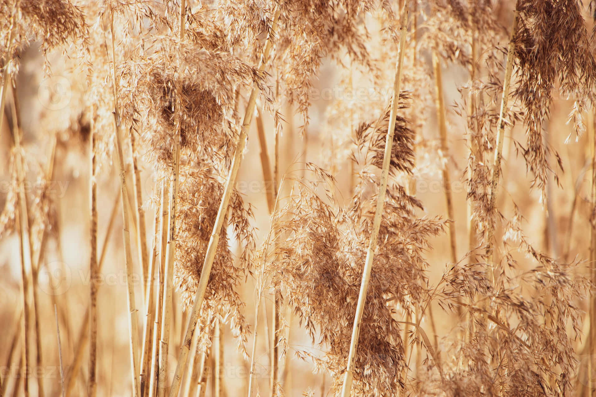 Grass 桌布 壁紙 — 金色蘆葦莖在溫暖陽光下輕輕搖曳，營造出柔軟有質感的自然背景。