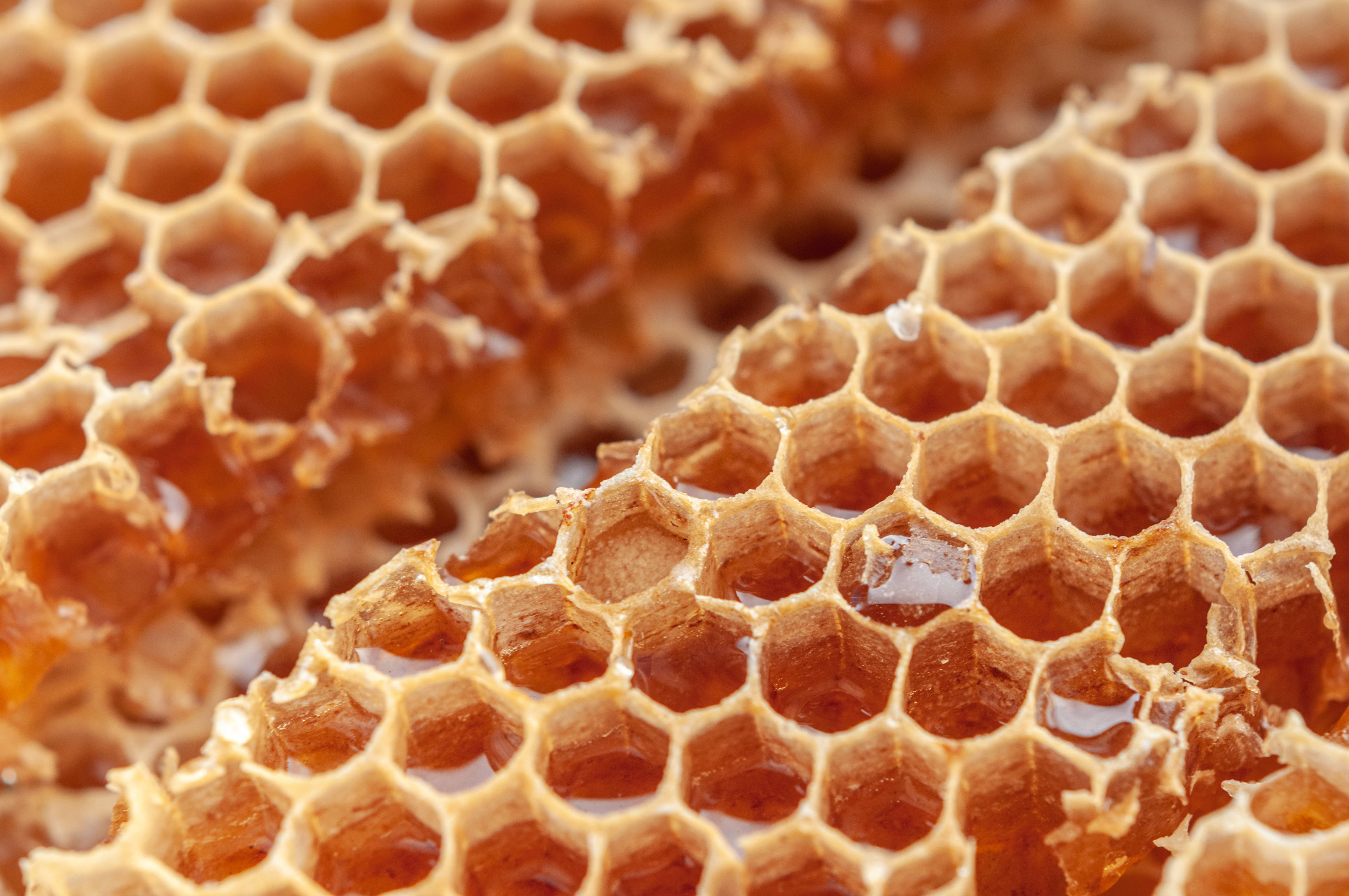 Honeycomb 桌布 壁紙 — 金色蜂巢細胞的特寫，充滿閃爍的琥珀色蜂蜜，呈現豐富溫暖的色調。