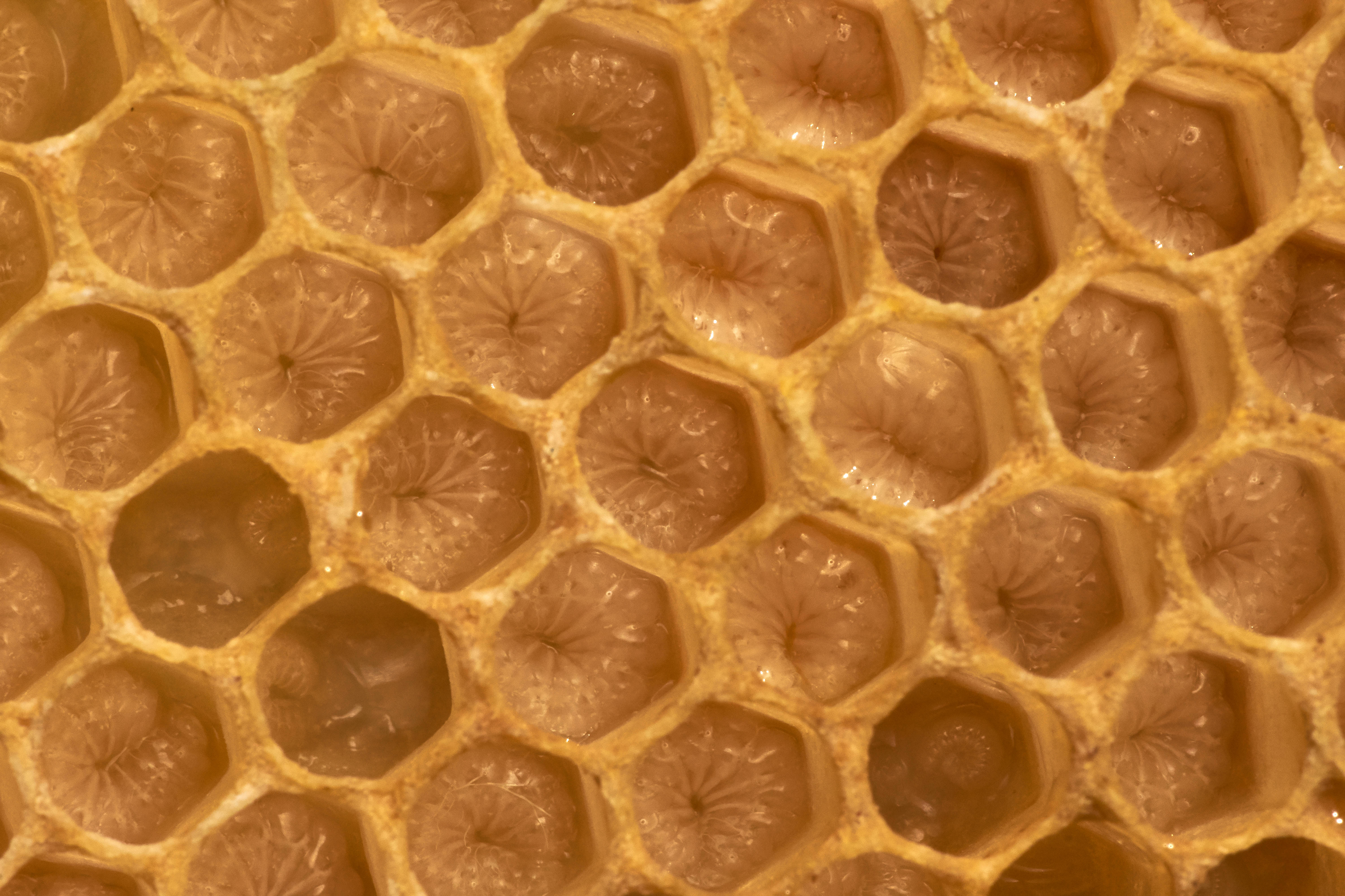 Honeycomb 桌布 壁紙 — 金色蜂巢細胞的特寫，在溫暖光線下充滿閃閃發光的蜂蜜。