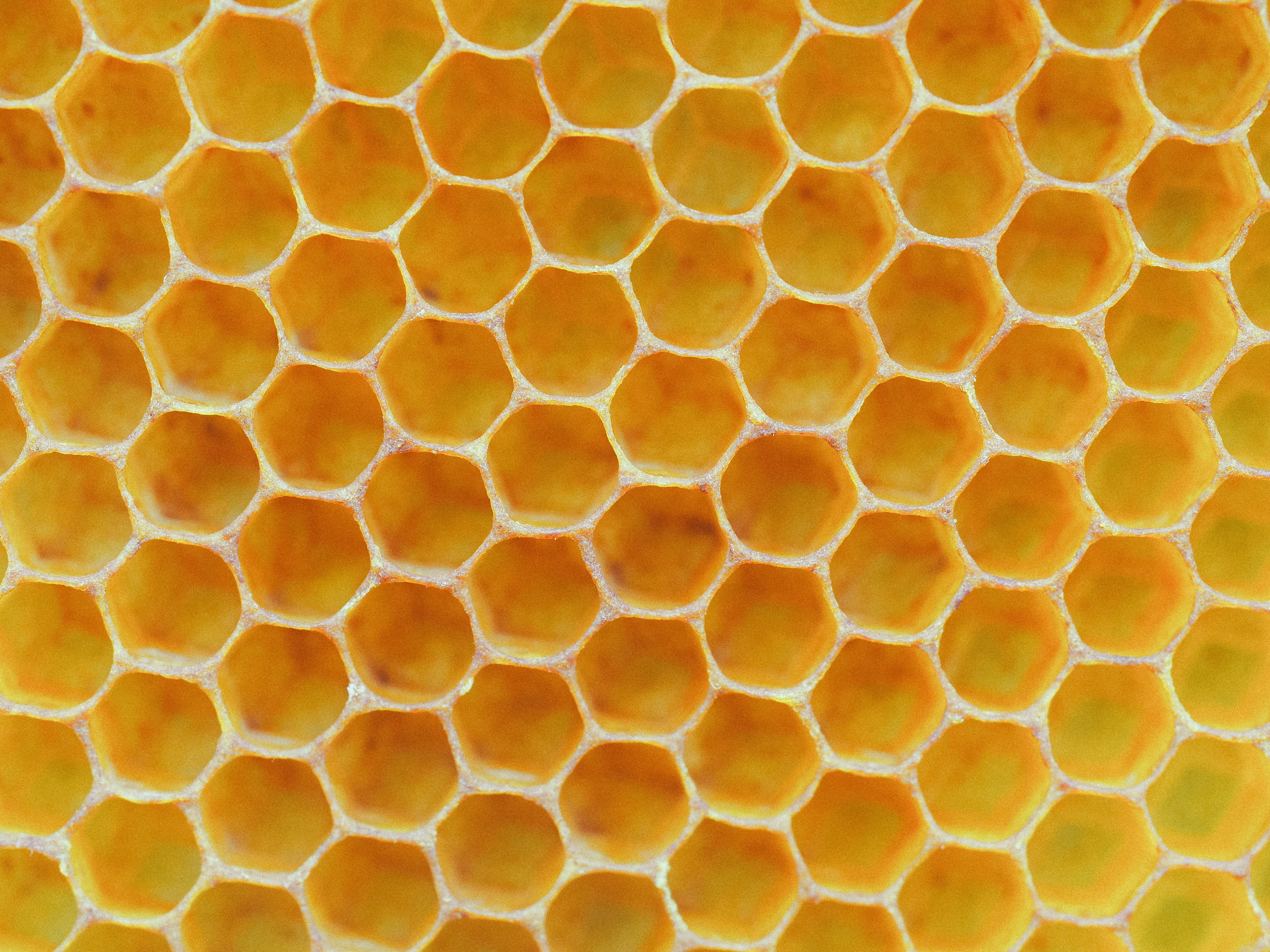 Honeycomb 桌布 壁紙 — 金色蜂巢細胞的特寫，帶有溫暖的琥珀色調和微妙的蠟質紋理。