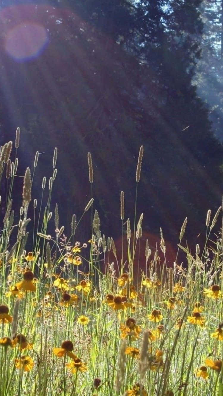 Spring Meadow 桌布 壁紙 — 金色野花和高草在穿透黑暗森林樹冠的陽光下閃耀。