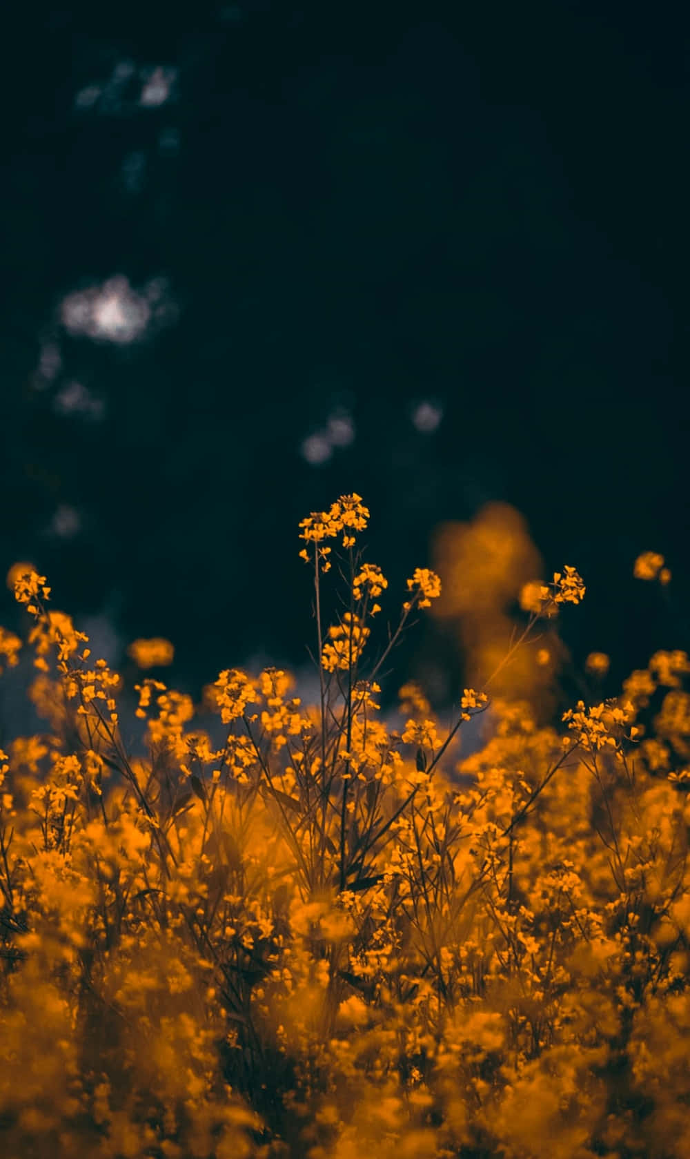 Flower Field 桌布 壁紙 — 金色野花在黑暗模糊的天空襯托下溫暖地發光，帶有柔和散景亮點。