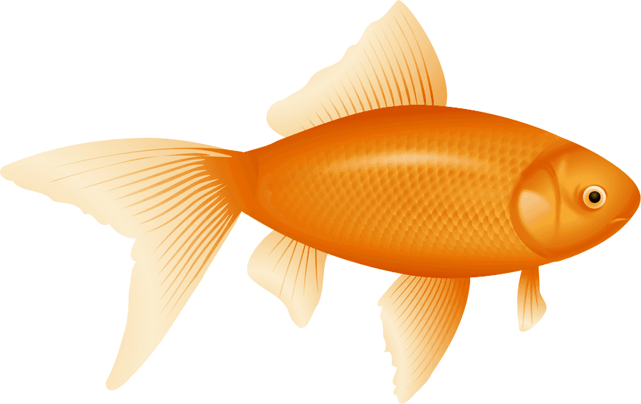 金色金魚插圖 壁紙