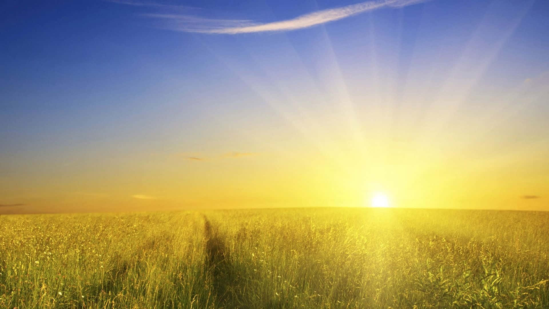 Sun 桌布 壁紙 — 金色陽光在清澈藍天和薄雲下，照耀著無盡的草地。