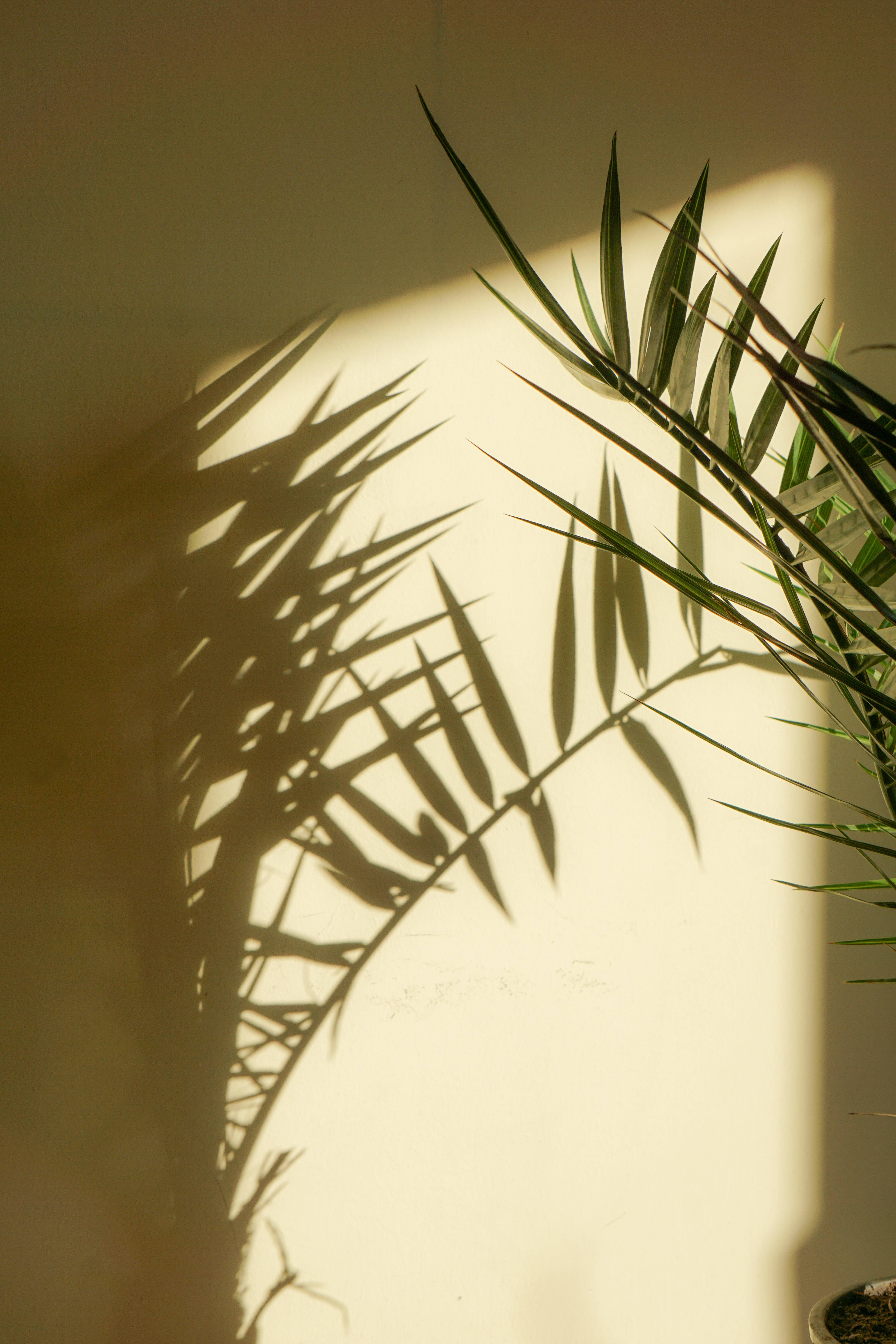 Plant Aesthetic 桌布 壁紙 — 金色陽光將棕櫚葉的清晰陰影投射在溫暖的米色牆壁上，營造出寧靜的室內植物場景。