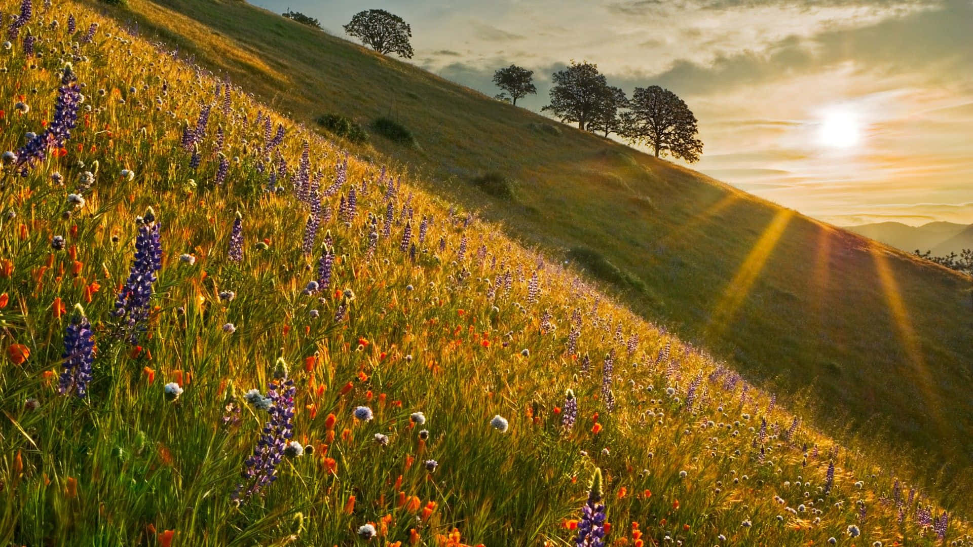 Spring Sunrise 桌布 壁紙 — 金色陽光灑落在一個斜坡草地上，草地上開滿了紫色羽扇豆和橙色野花，天空柔和。
