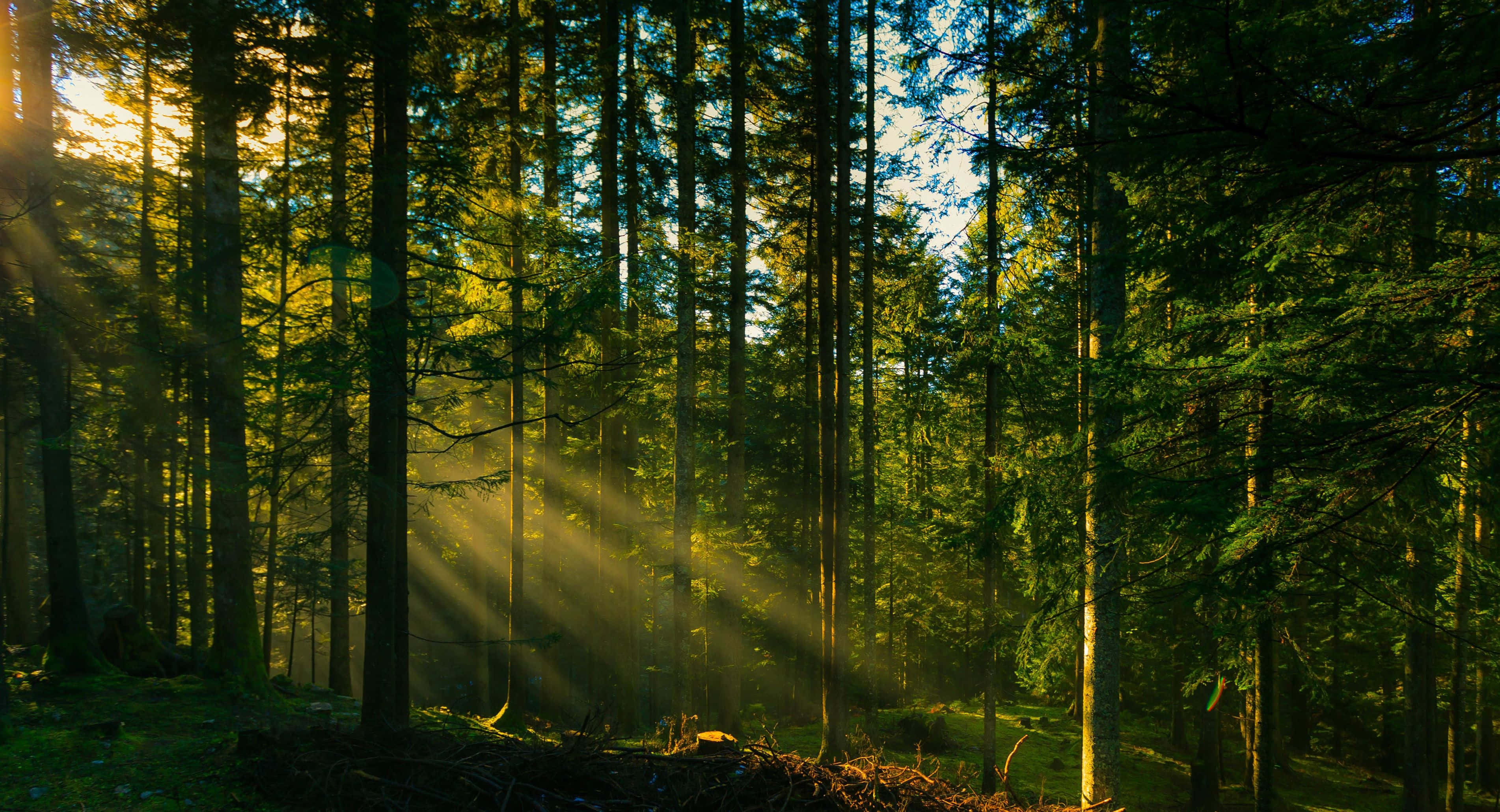 Forest Tree 桌布 壁紙 — 金色陽光穿透高聳的松樹，在霧氣瀰漫的森林地面上投射出戲劇性的光束。