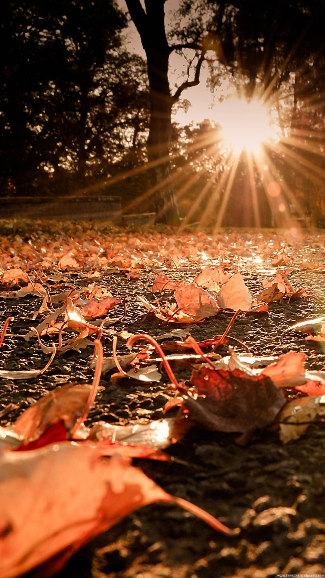 Fall iPhone 桌布 壁紙 — 金色陽光穿過樹枝，在潮濕地面上的落葉地毯上投射出耀眼的光芒。
