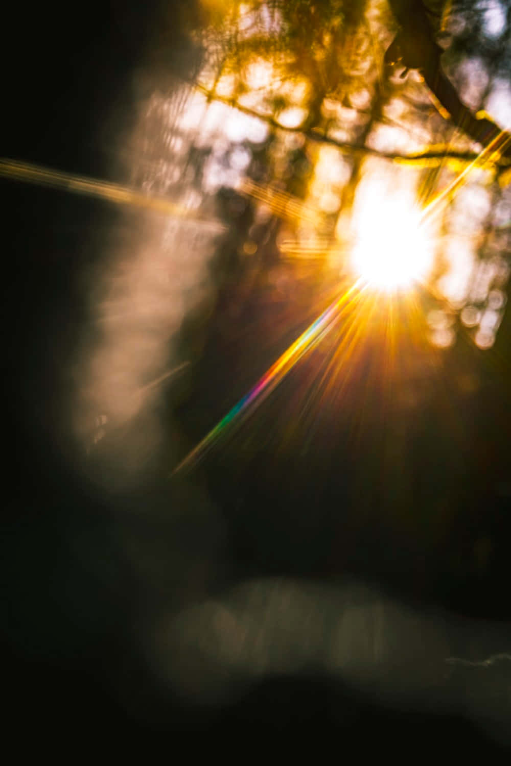 Light 桌布 壁紙 — 金色陽光穿過樹枝，在黑暗模糊的森林背景下形成耀眼的鏡頭光暈。
