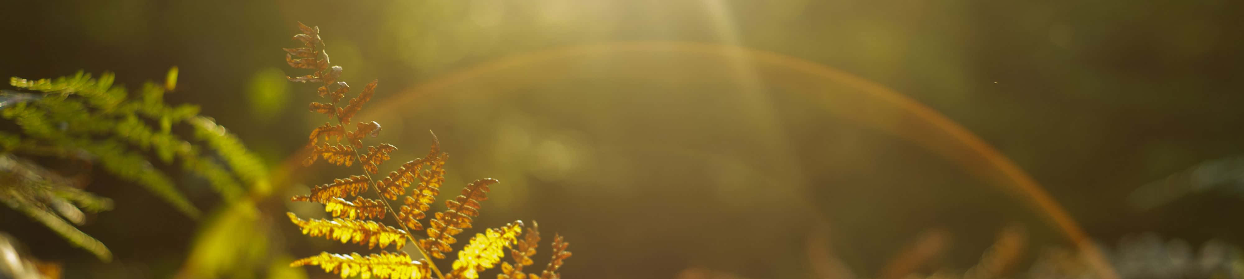 4K 自然 桌布 壁紙 — 金色陽光穿過細緻的蕨類葉片，在森林中營造出溫暖發光的散景效果。