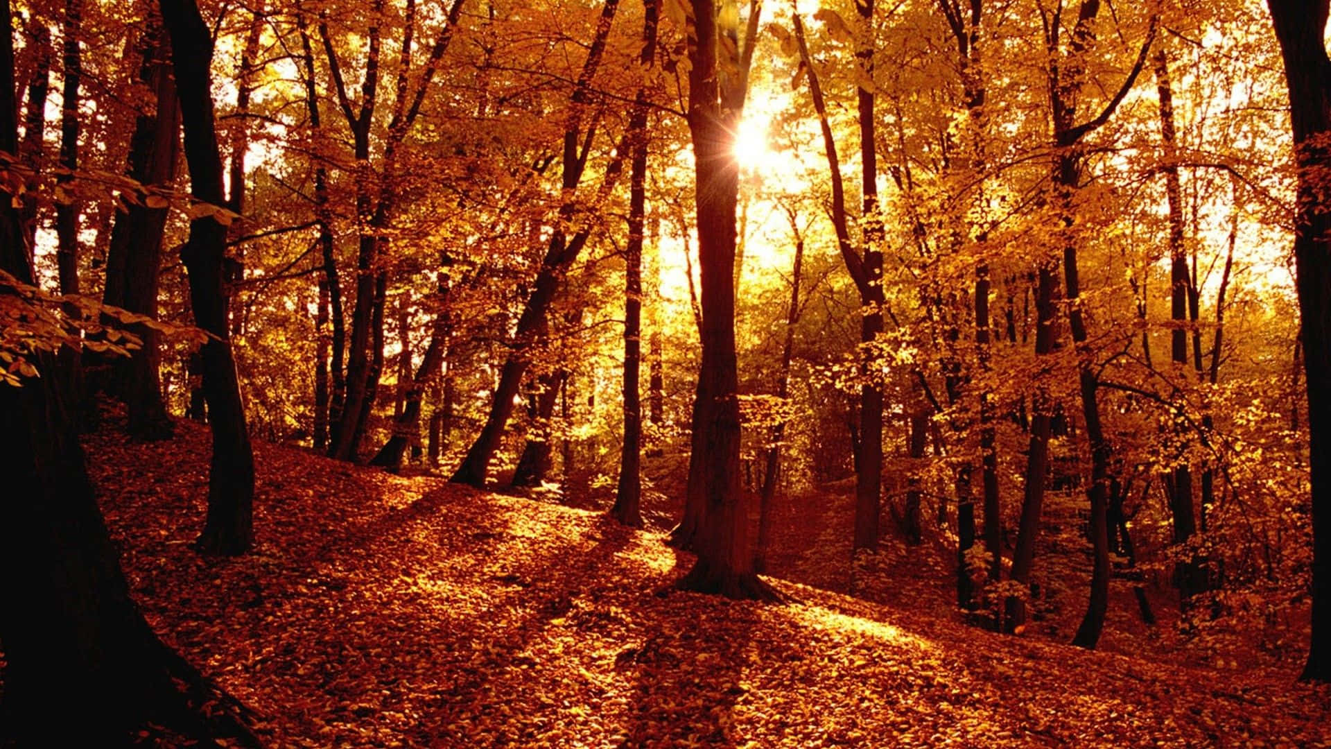 Fall Forest 桌布 壁紙 — 金色陽光穿過茂密的秋樹，將溫暖的光線投射在落葉地毯上。