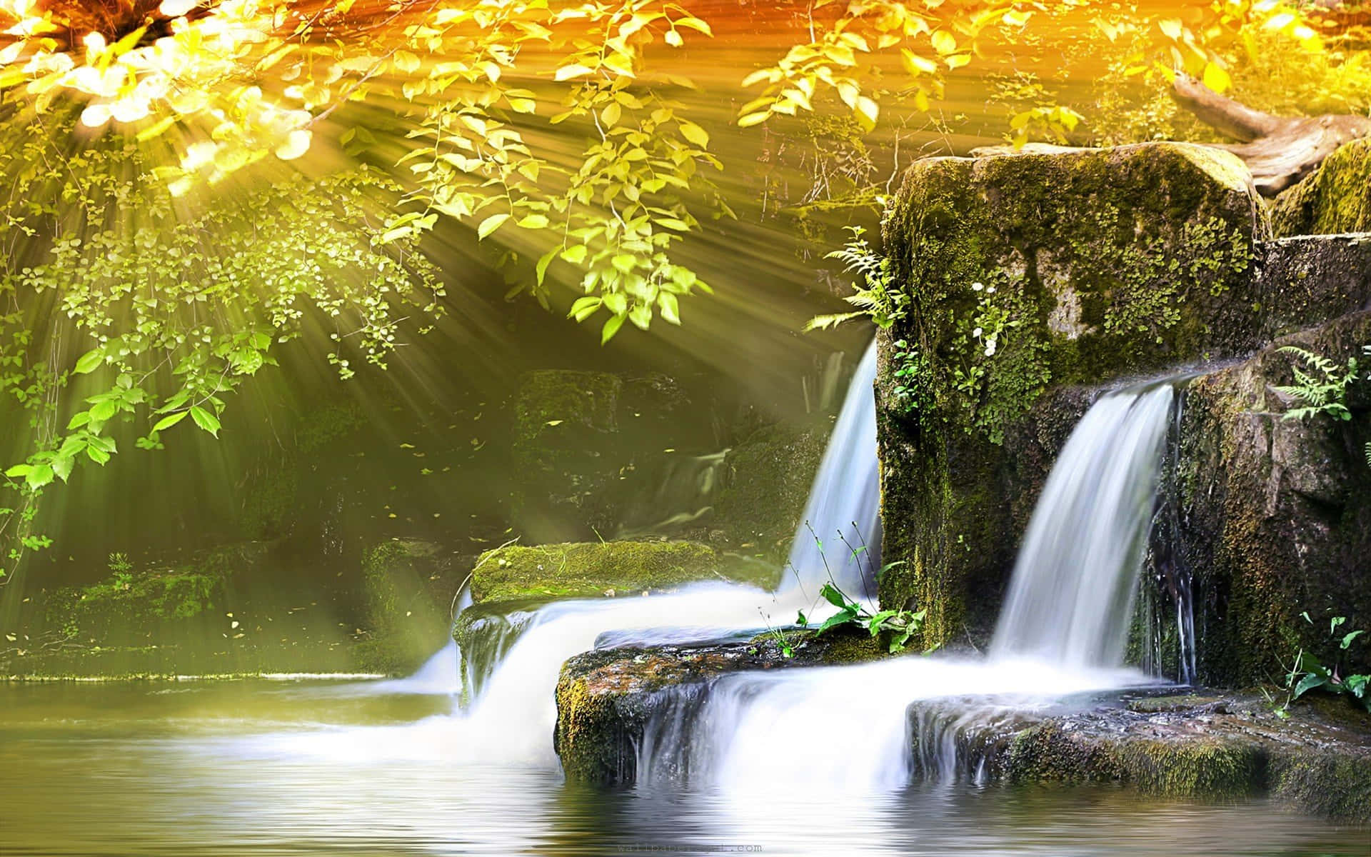 風景 桌布 壁紙 — 金色陽光穿過茂密的綠葉，照在寧靜的苔蘚瀑布上，流入平靜的水池。