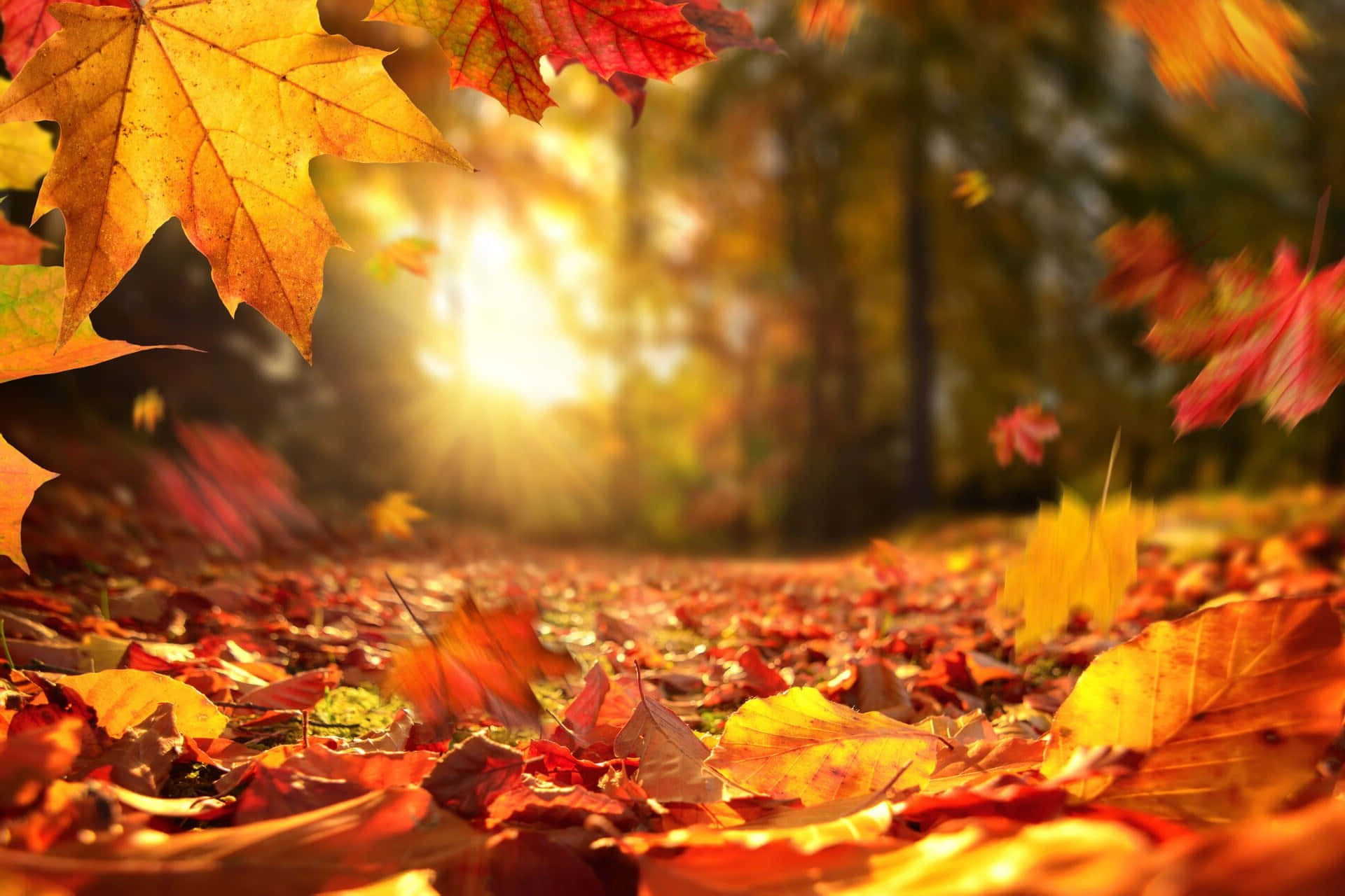 Autumn Leaf 桌布 壁紙 — 金色陽光穿過覆蓋森林小徑的鮮豔秋葉。
