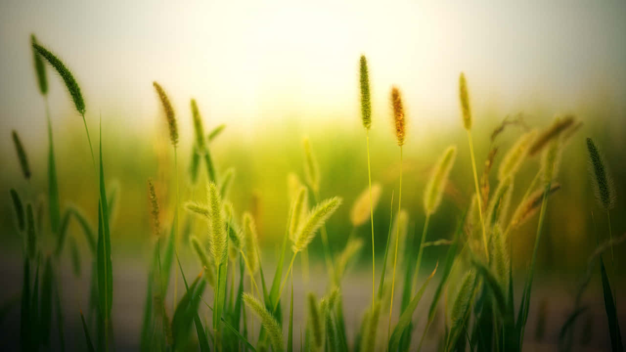 自然 桌布 壁紙 — 金色陽光穿過高大的綠色草叢，帶有羽毛狀種子頭在柔和焦點中輕輕搖曳。