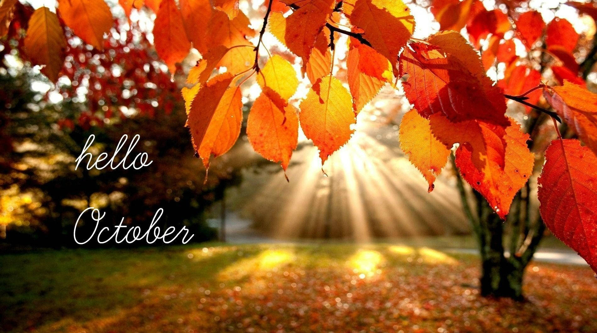 Hello 桌布 壁紙 — 金色陽光穿過鮮豔的橙色和紅色秋葉，草地上有「hello October」文字。
