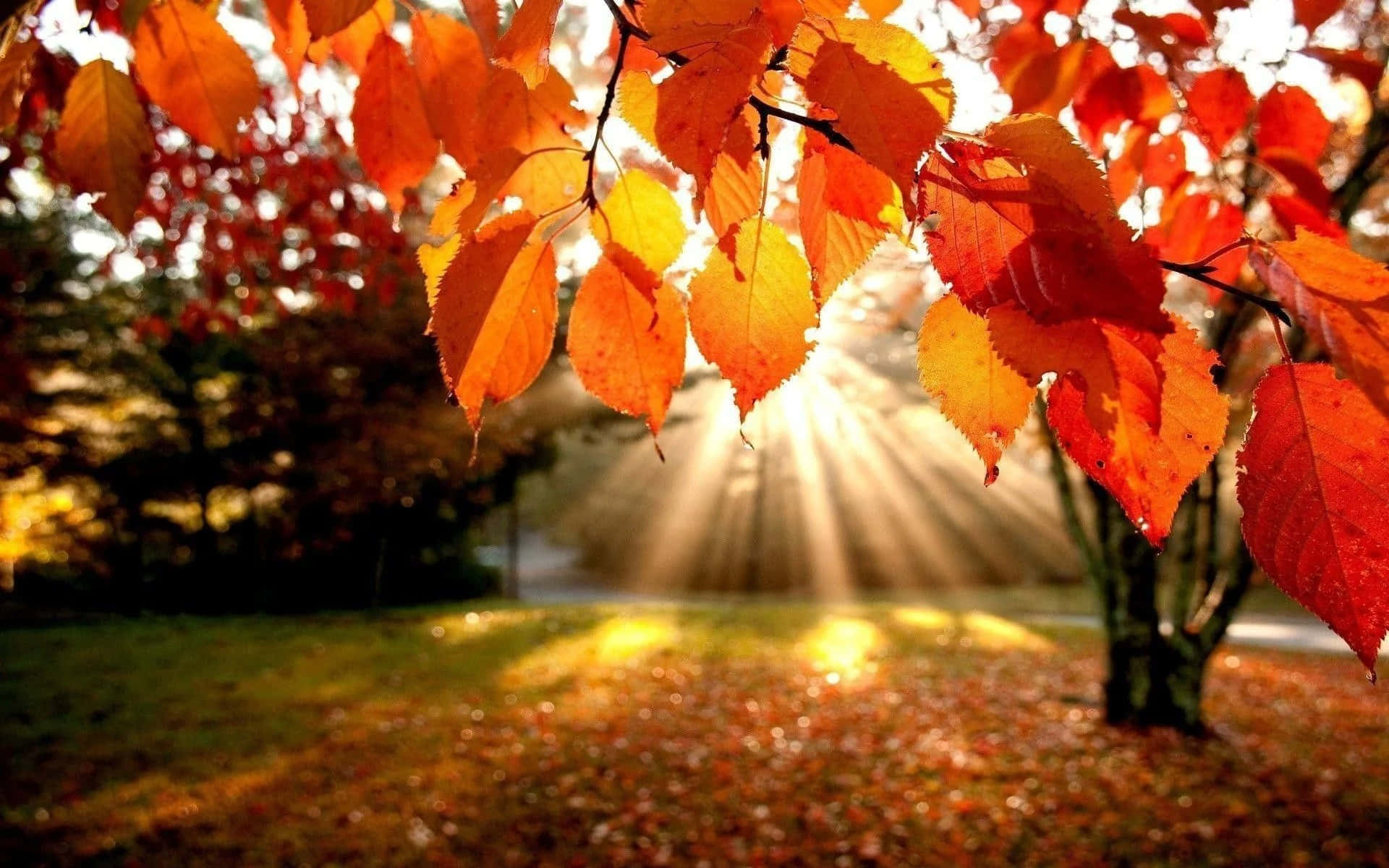 Fall Leaves 桌布 壁紙 — 金色陽光穿過鮮豔的橙色和紅色秋葉，映襯著模糊的森林背景。