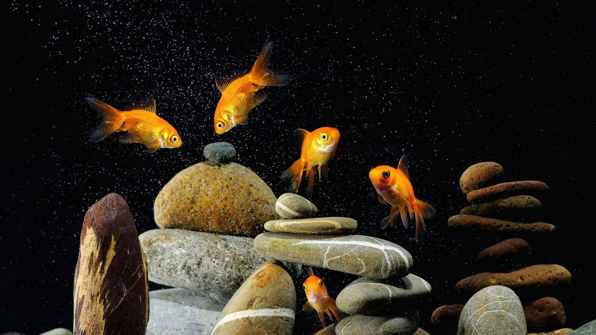 3d Fish Tank 桌布 壁紙 — 金色魚兒在平衡的灰色石頭間優雅游動，背景是黑暗閃爍的水面。