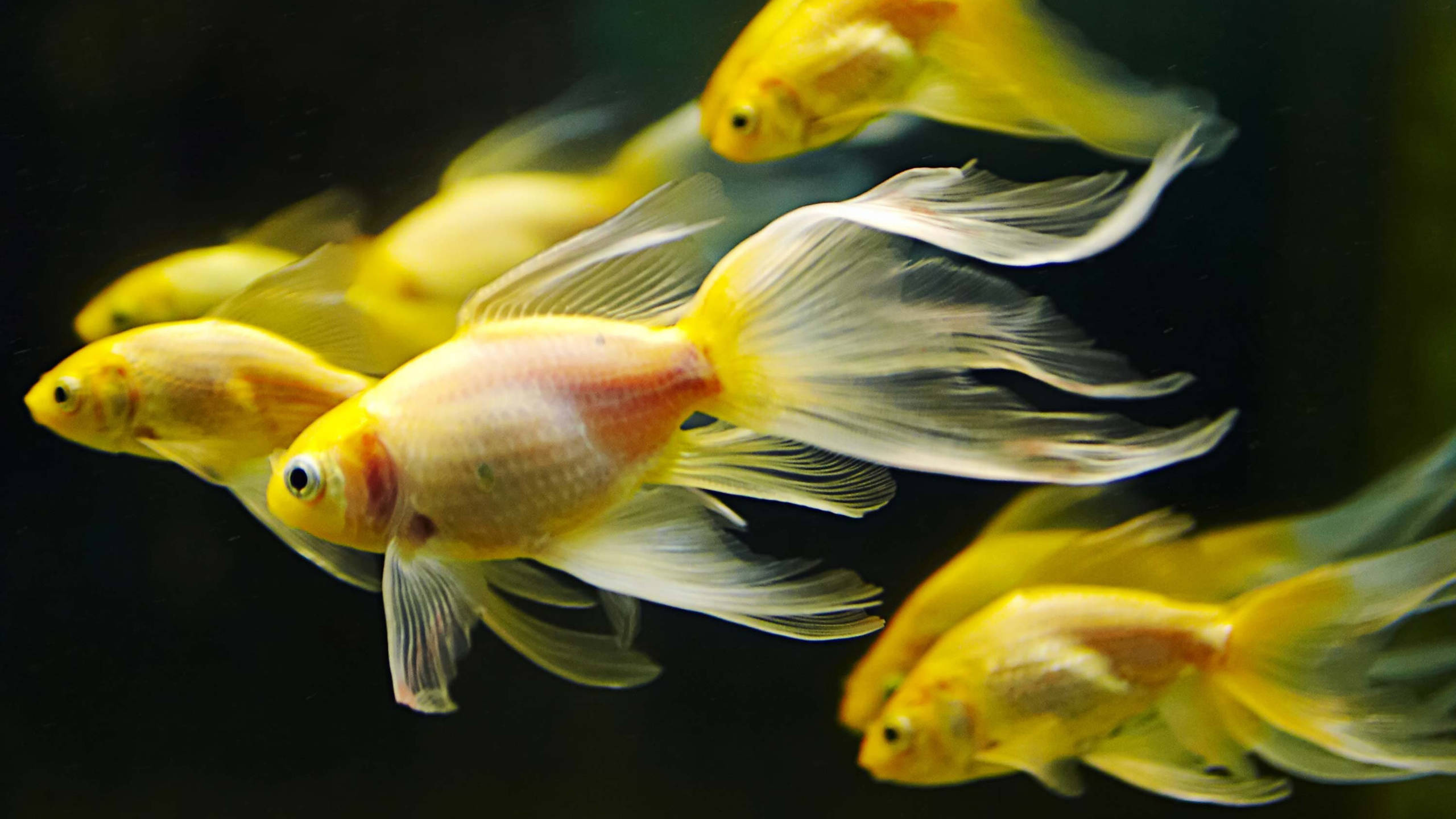 Goldfish 桌布 壁紙 — 金色魚兒擺動流暢的魚鰭，在暗水中優雅游動，營造出寧靜的水下芭蕾。
