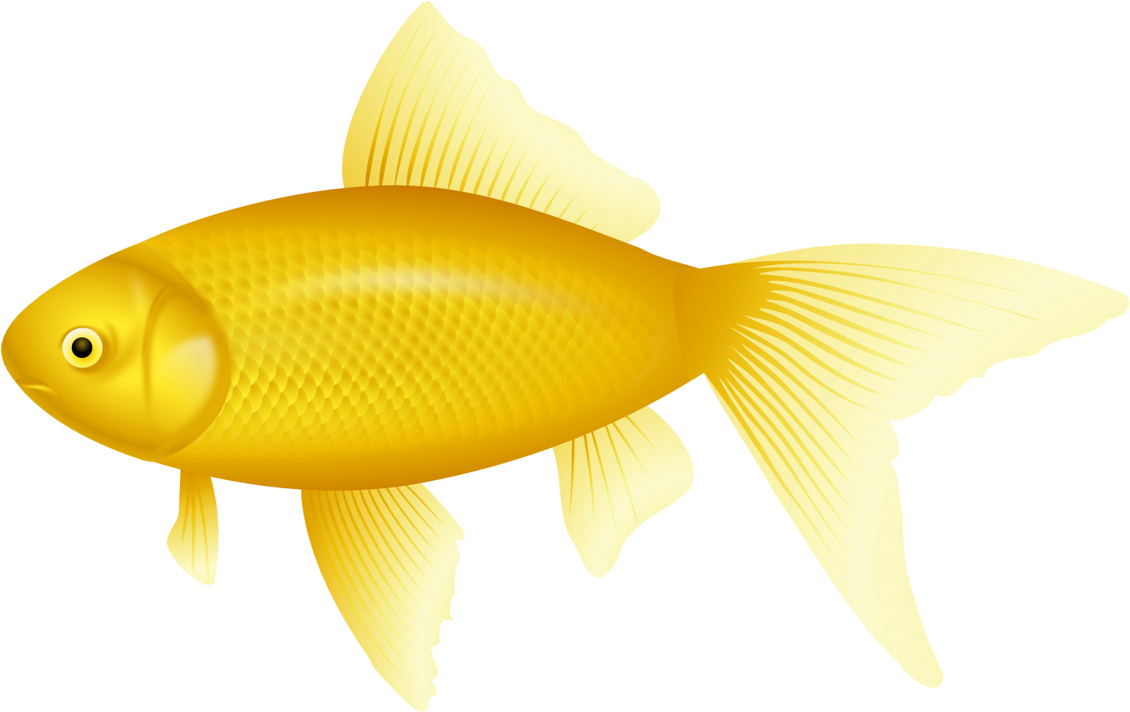 金色魚插畫 壁紙