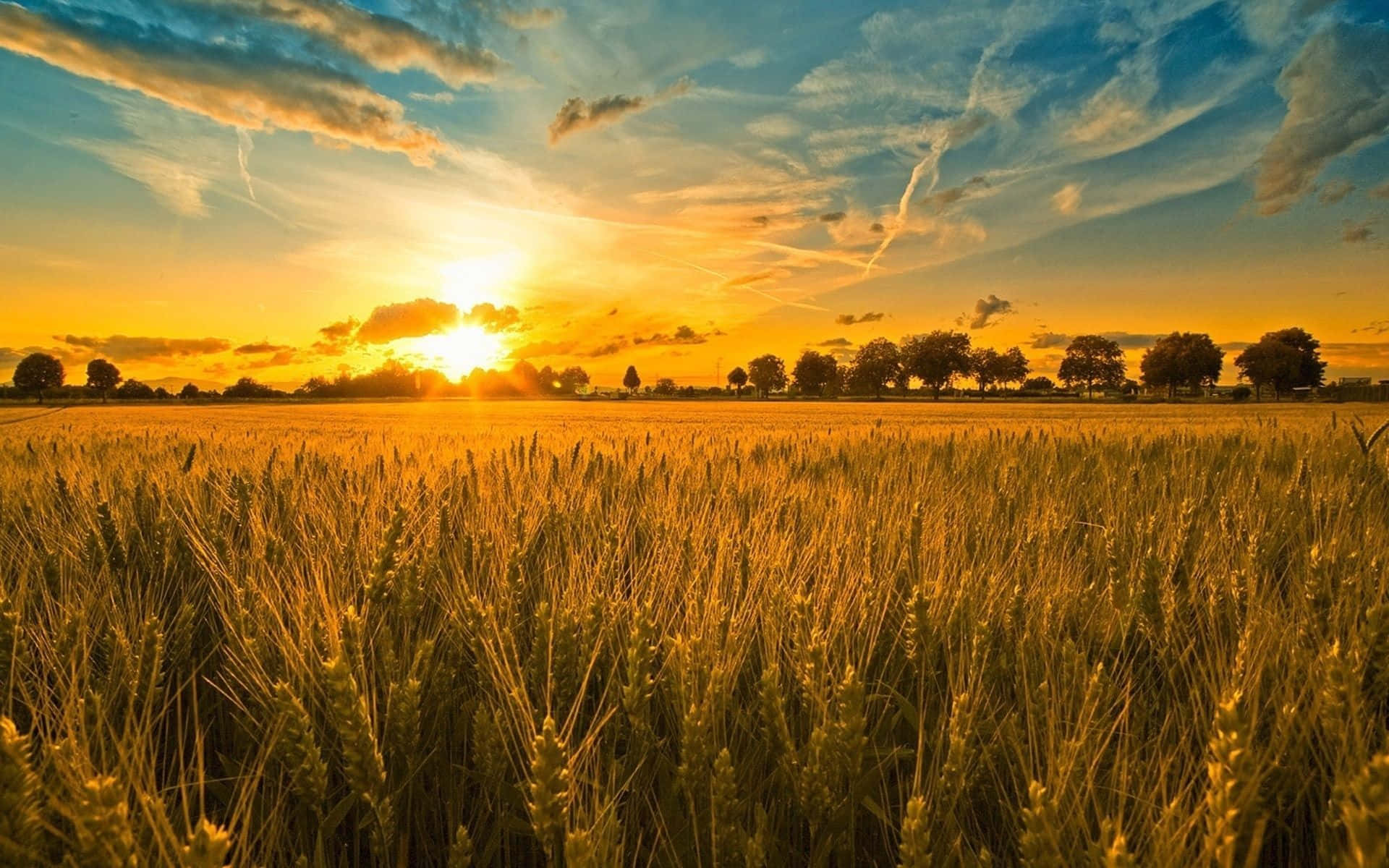 Farming 桌布 壁紙 — 金色麥田在充滿活力的日落天空下延伸至地平線，天空中有散落的雲朵和遠處的樹木。
