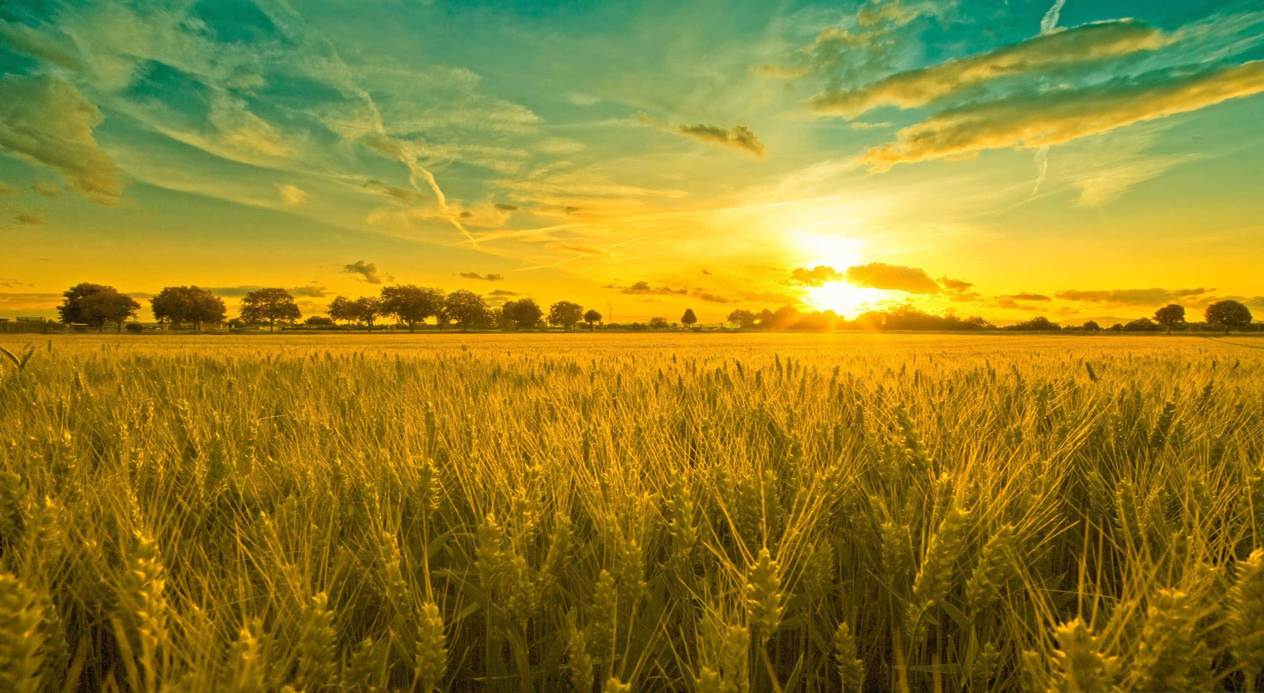 Summer Landscape 桌布 壁紙 — 金色麥田在充滿活力的日落天空下延伸至地平線，伴隨著溫暖發光的雲彩。
