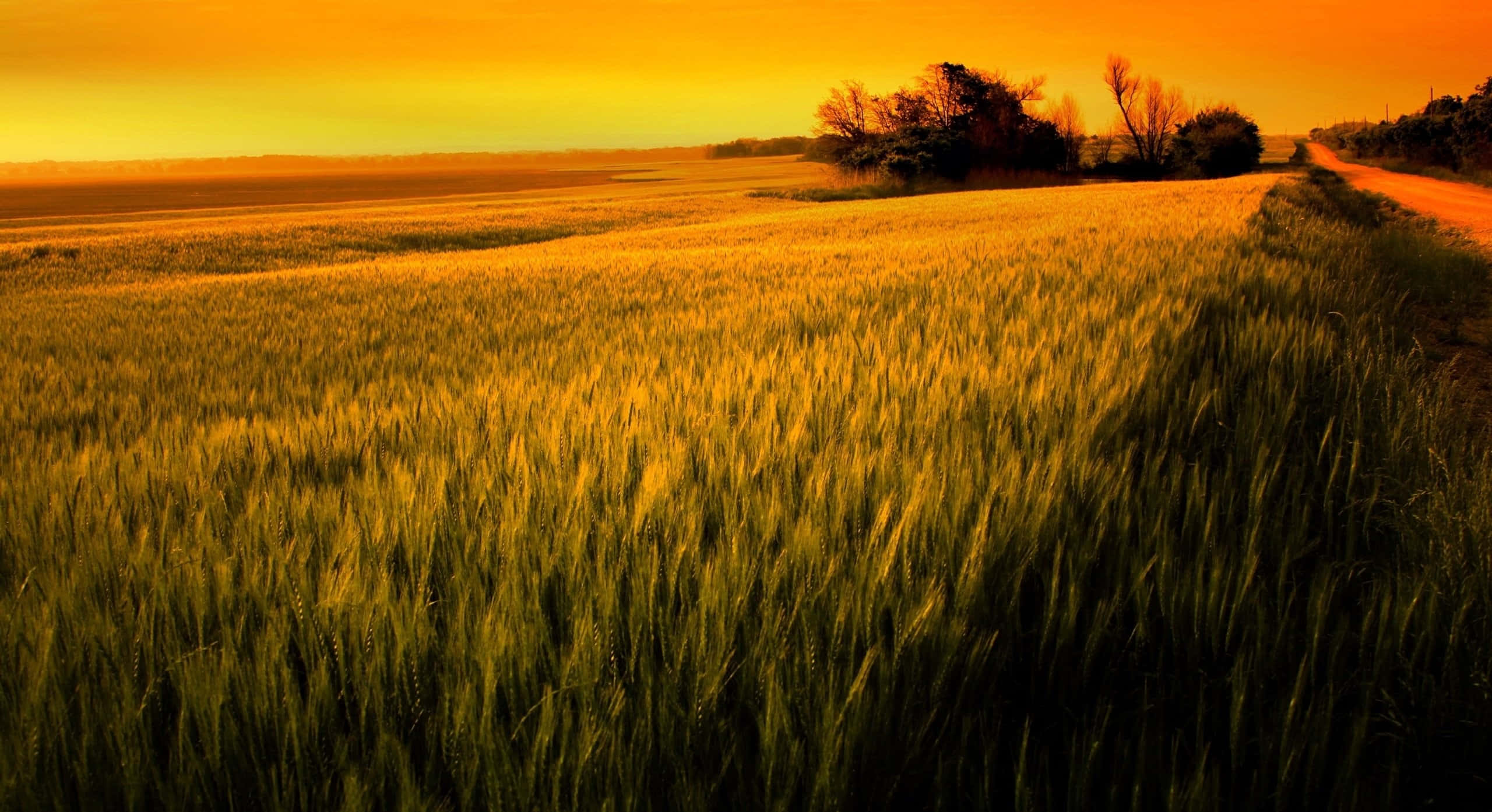 Wheat 桌布 壁紙 — 金色麥田在溫暖的夕陽餘暉下延伸，蜿蜒的泥土路和地平線上樹木的剪影。
