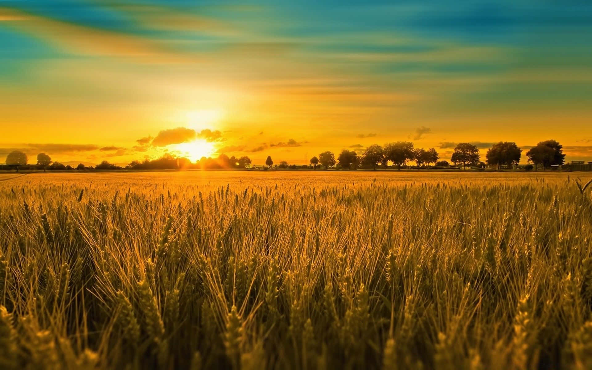 Summer Landscape 桌布 壁紙 — 金色麥田在溫暖的日落天空下延伸至地平線，伴隨著柔軟的雲朵和遠處的樹木。