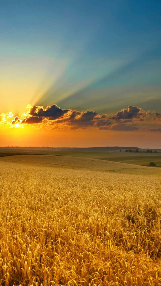 Wheat 桌布 壁紙 — 金色麥田沐浴在溫暖的夕陽光線中，光線穿過戲劇性的雲層，映照在漸變的天空下。