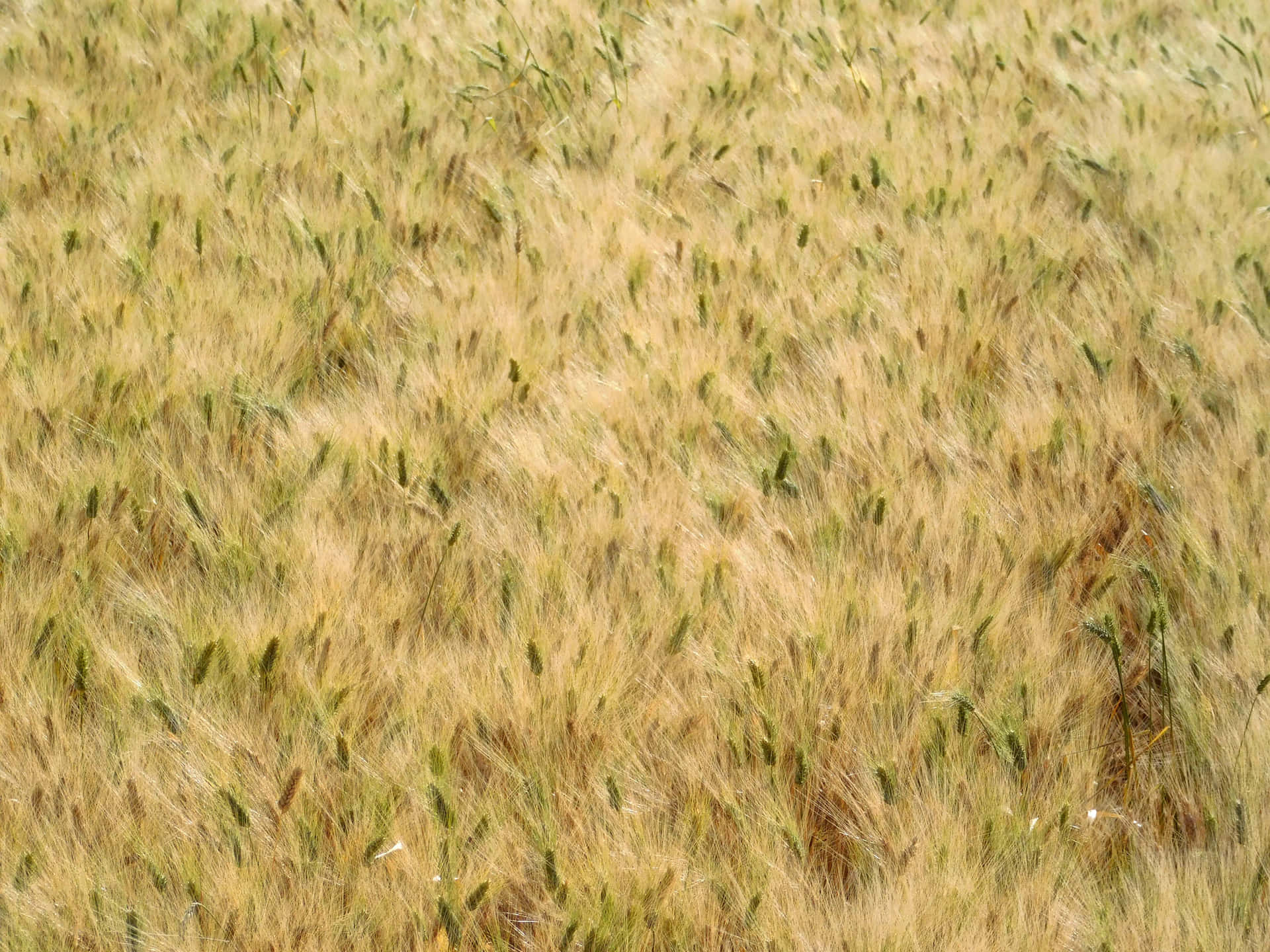 Wheat field 壁紙 — 金色麥田的特寫，綠色的莖在微風中輕輕搖曳。