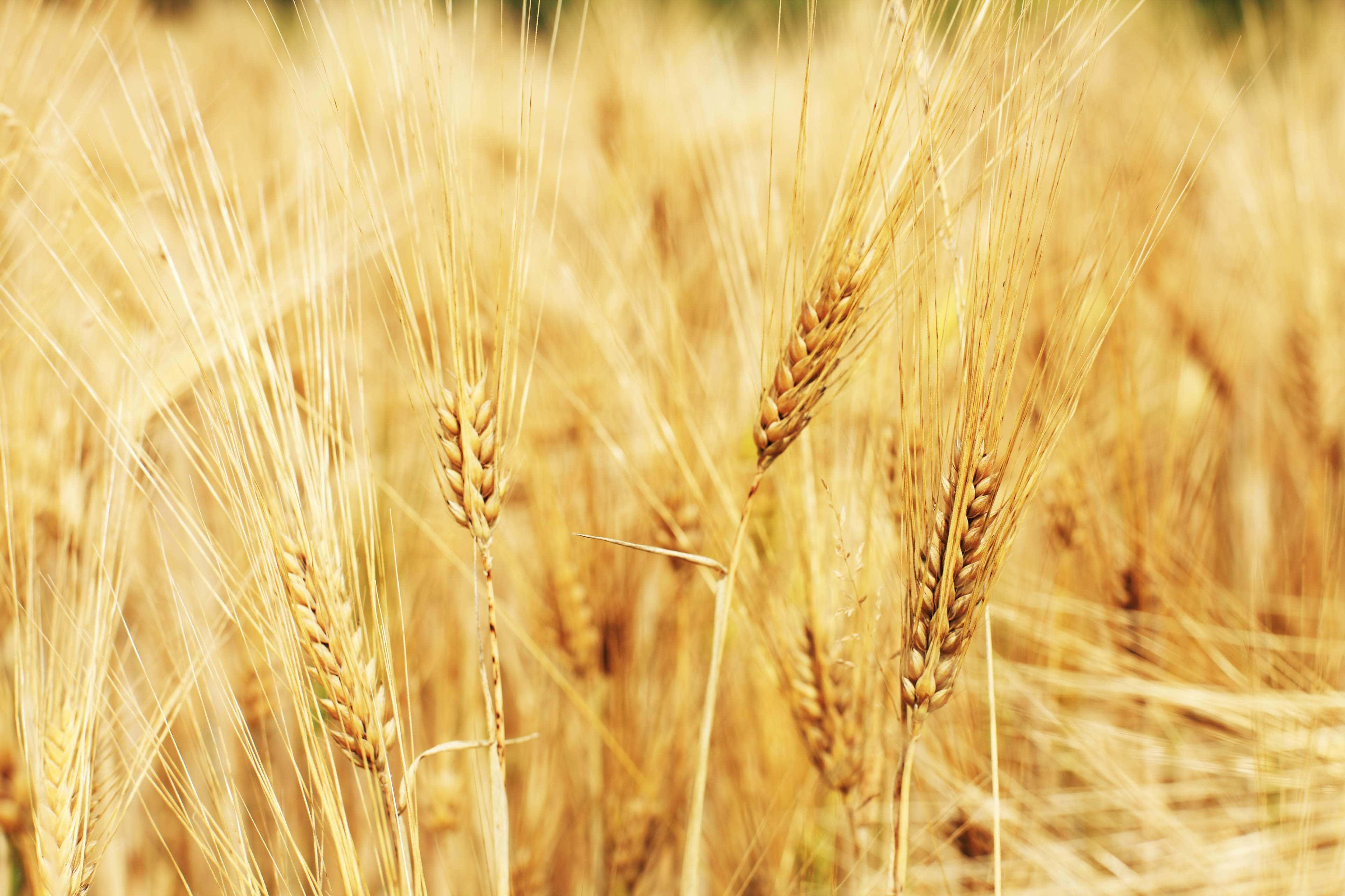 Wheat 桌布 壁紙 — 金色麥稈在陽光明媚的田野中輕輕搖曳，背景呈現柔和散景效果。