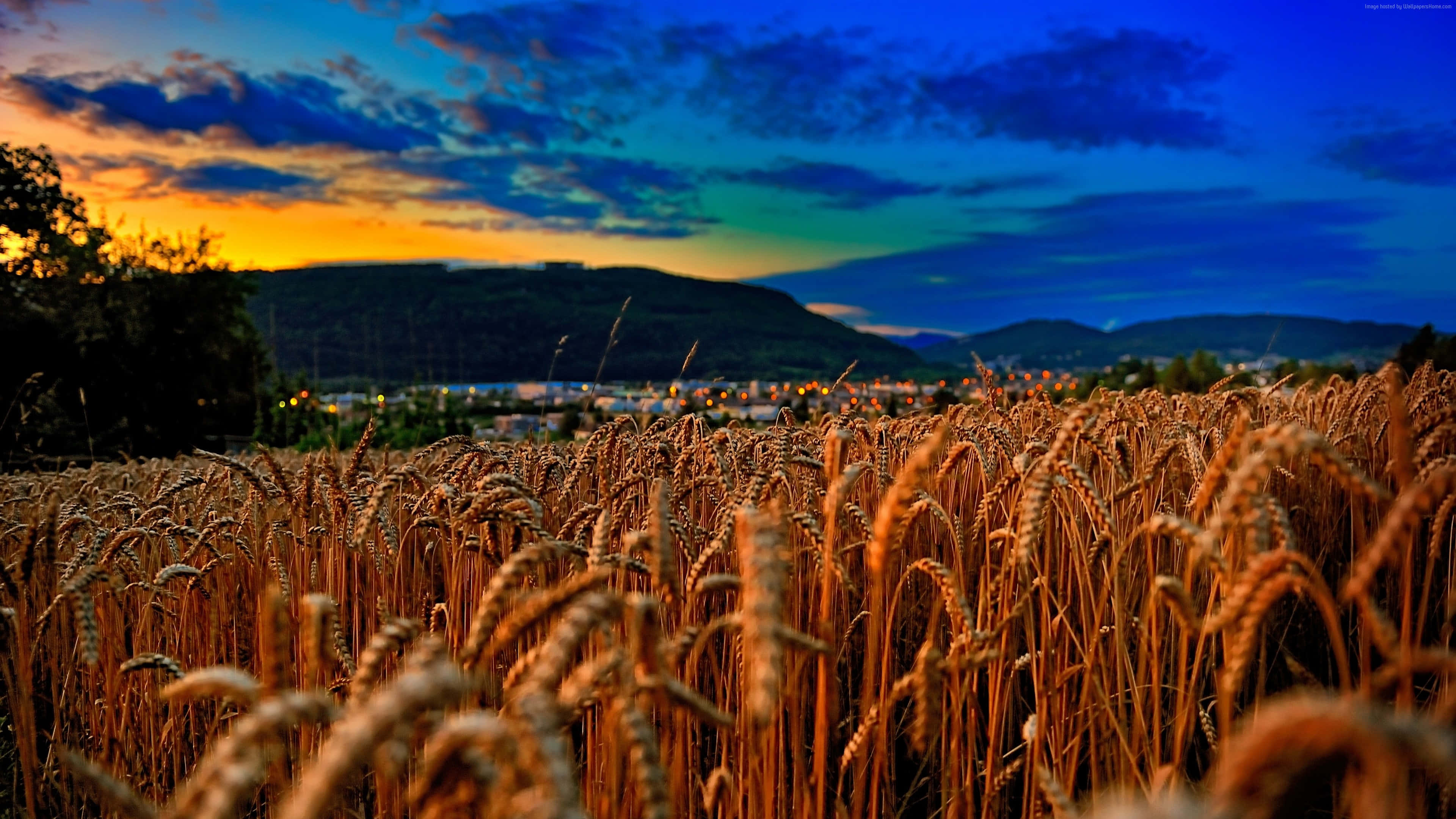 Wheat Harvest 桌布 壁紙 — 金色麥穗在前景搖曳，夕陽將天空染成橙色和藍色，映襯遠山和城鎮燈光。