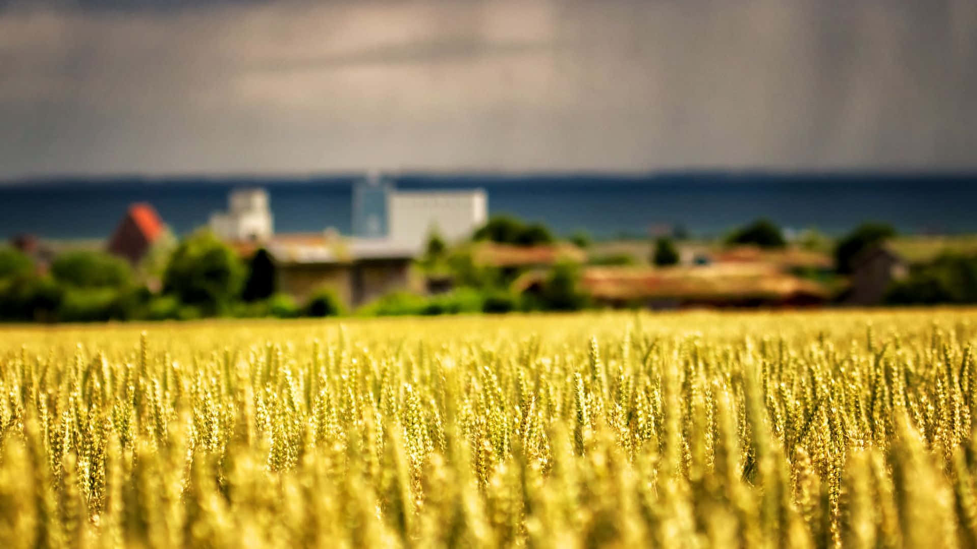 Farm 桌布 壁紙 — 金色麥穗在前景搖曳，背景是模糊的海邊村莊和海洋，天空陰沉。